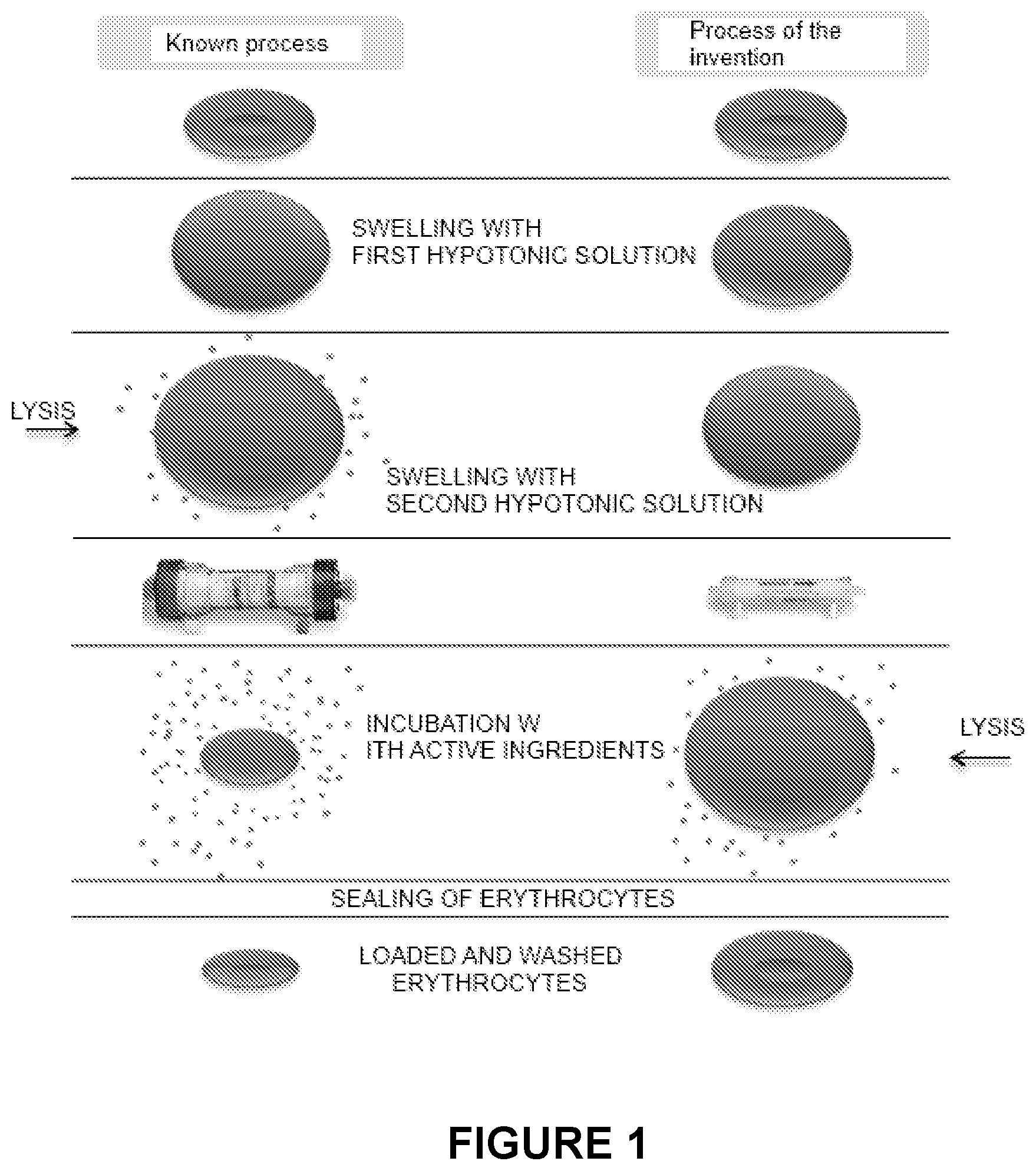 Patent US12311059 — Process for the preparation of erythrocytes loaded with one or more substances of pharmaceutical interest and so obtained erythrocytes — Figure 1