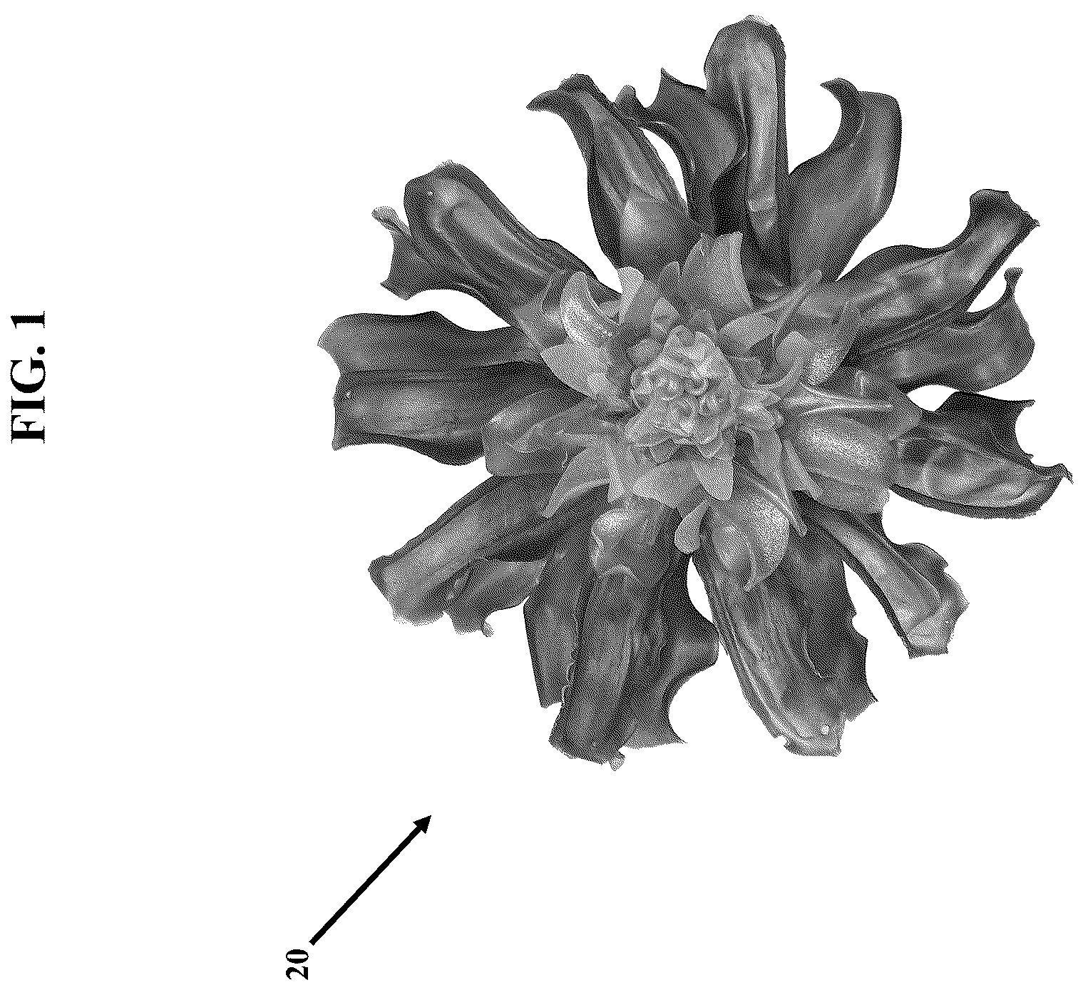 Patent US12311581 — Artificial botanicals and methods of making same — Figure 1