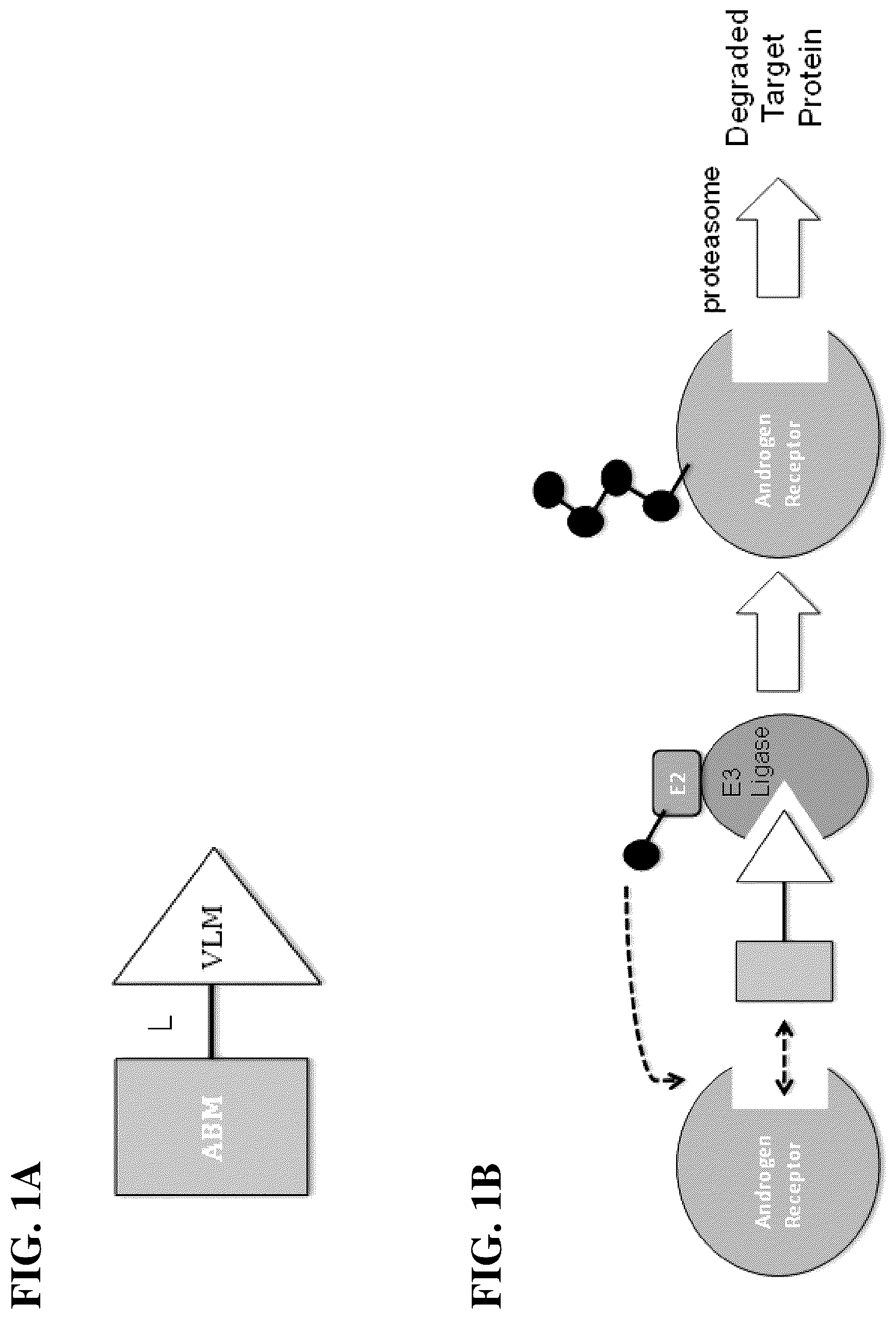 Patent US12312316 — Compounds and methods for the targeted degradation of androgen receptor — Figure 1