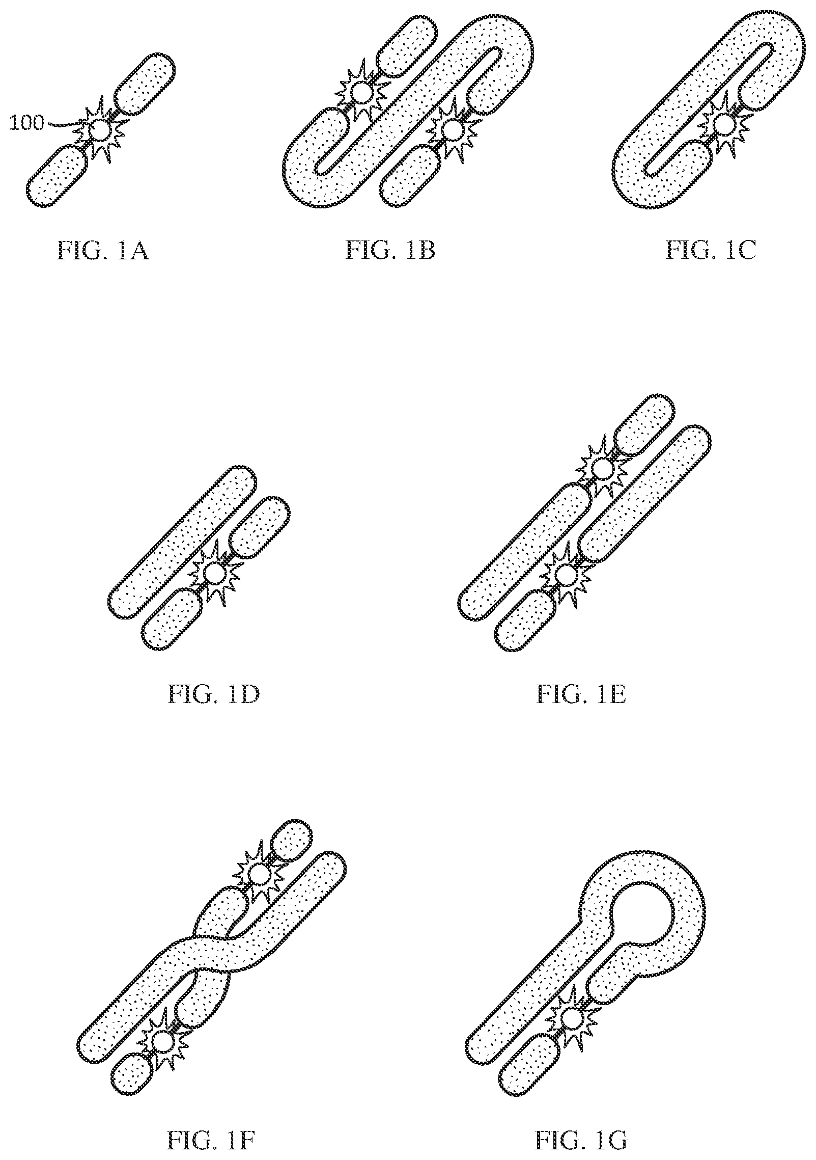 Patent US12312377 — Biconjugatable labels and methods of use — Figure 1
