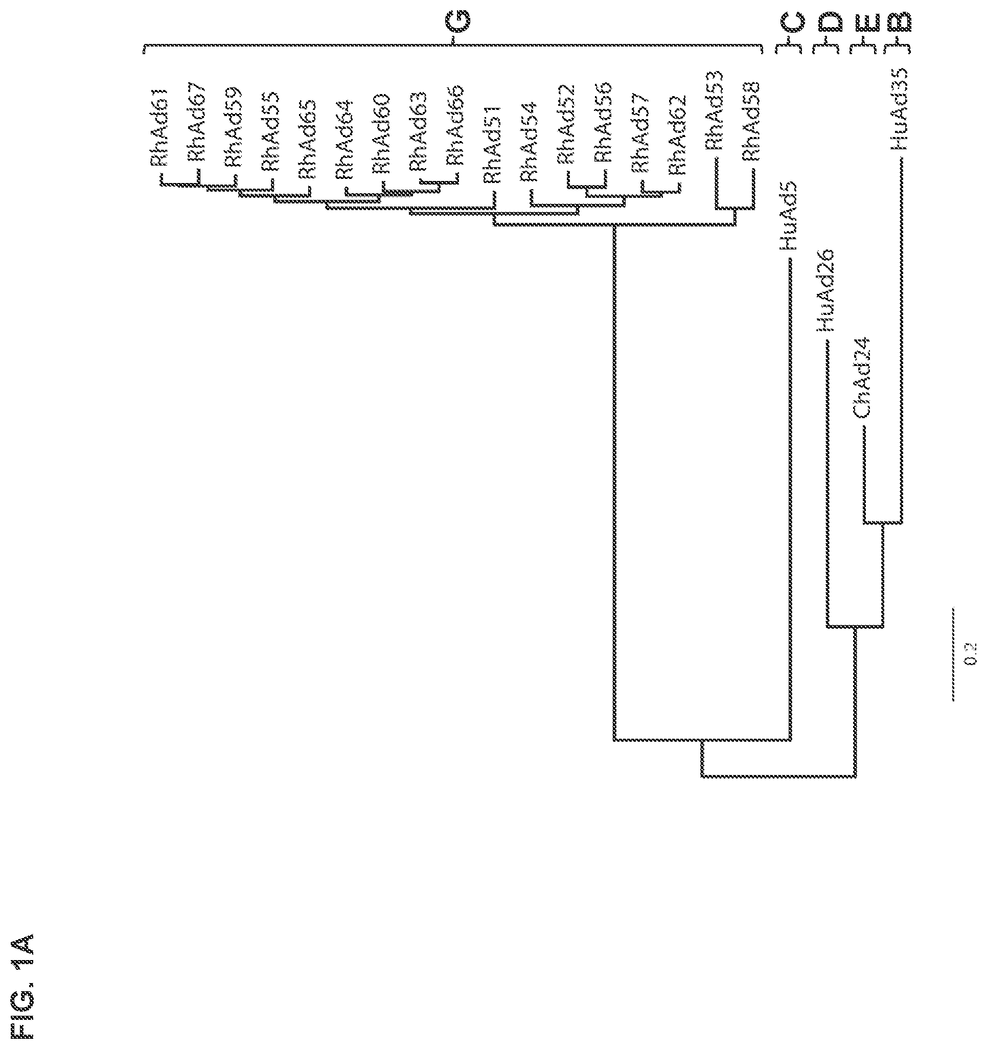 Patent US12312382 — Recombinant adenoviruses and uses thereof — Figure 1