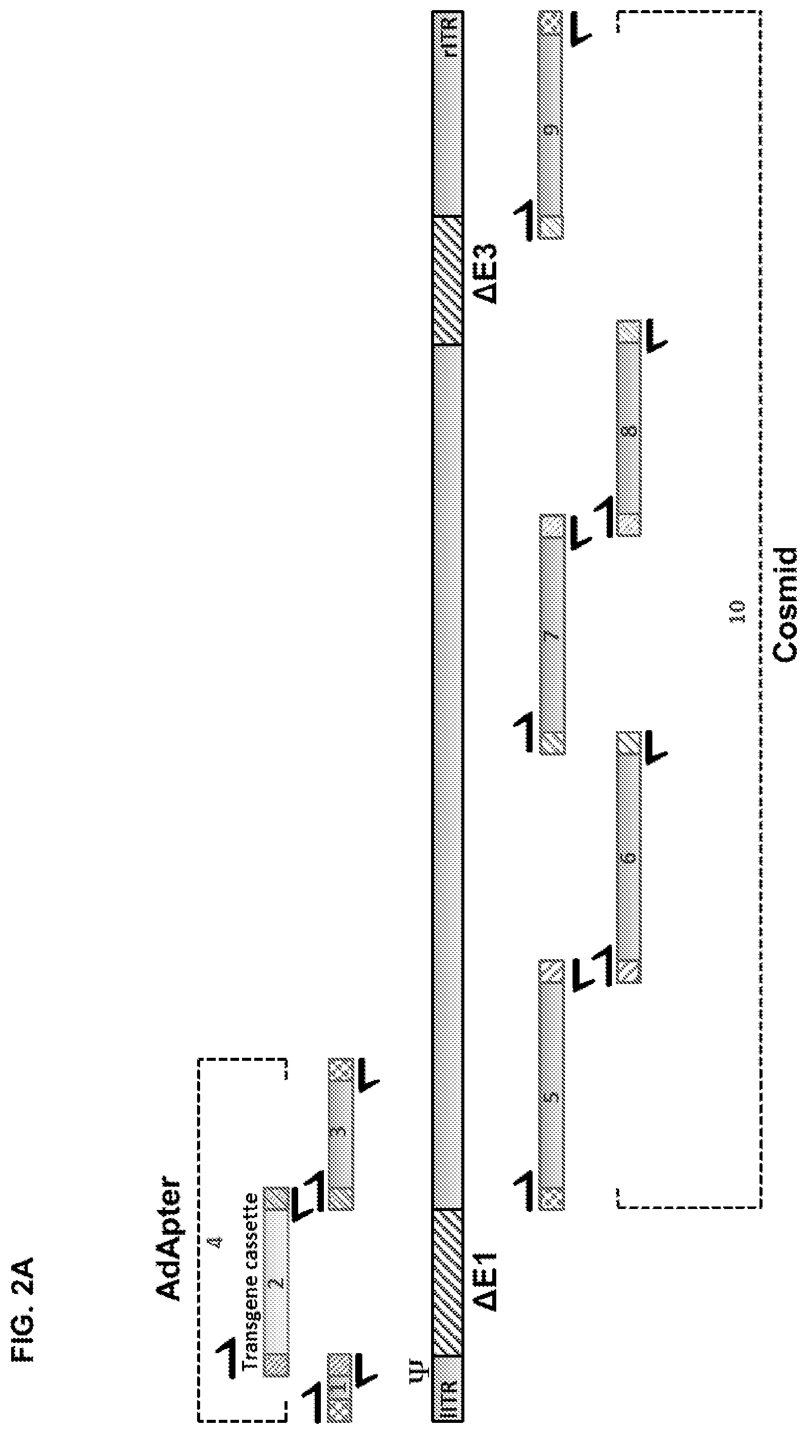 Patent US12312382 Figure 4 – Recombinant adenoviruses and uses thereof