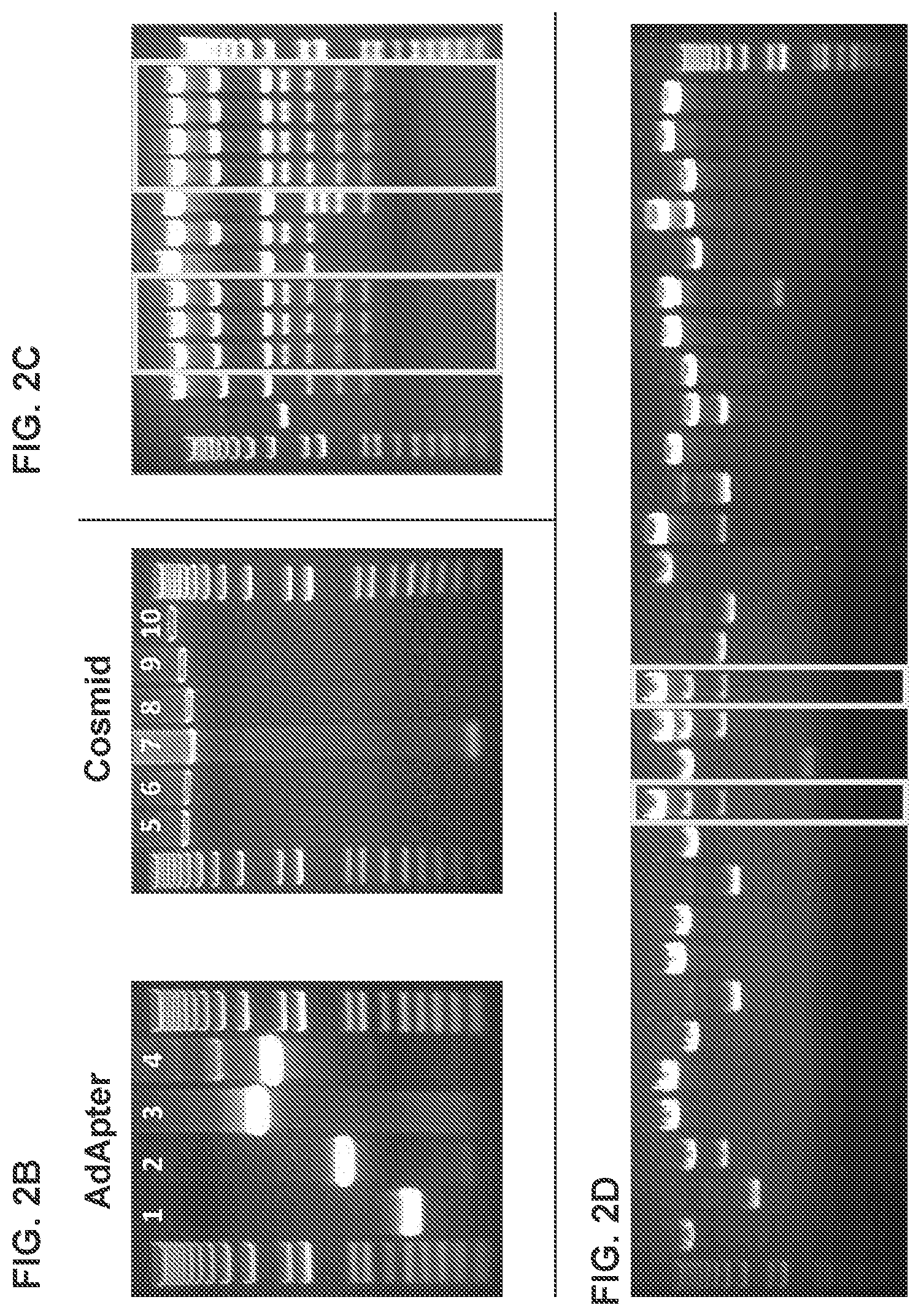 Patent US12312382 Figure 5 – Recombinant adenoviruses and uses thereof