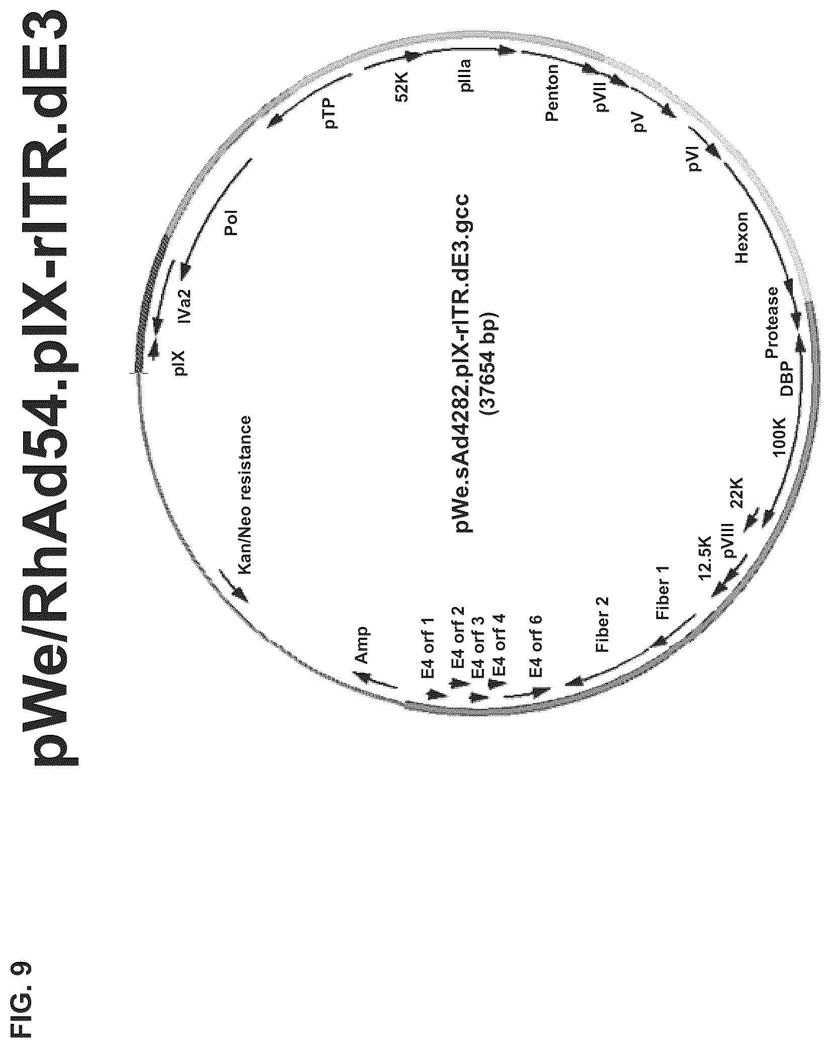 Patent US12312382 Figure 18 – Recombinant adenoviruses and uses thereof