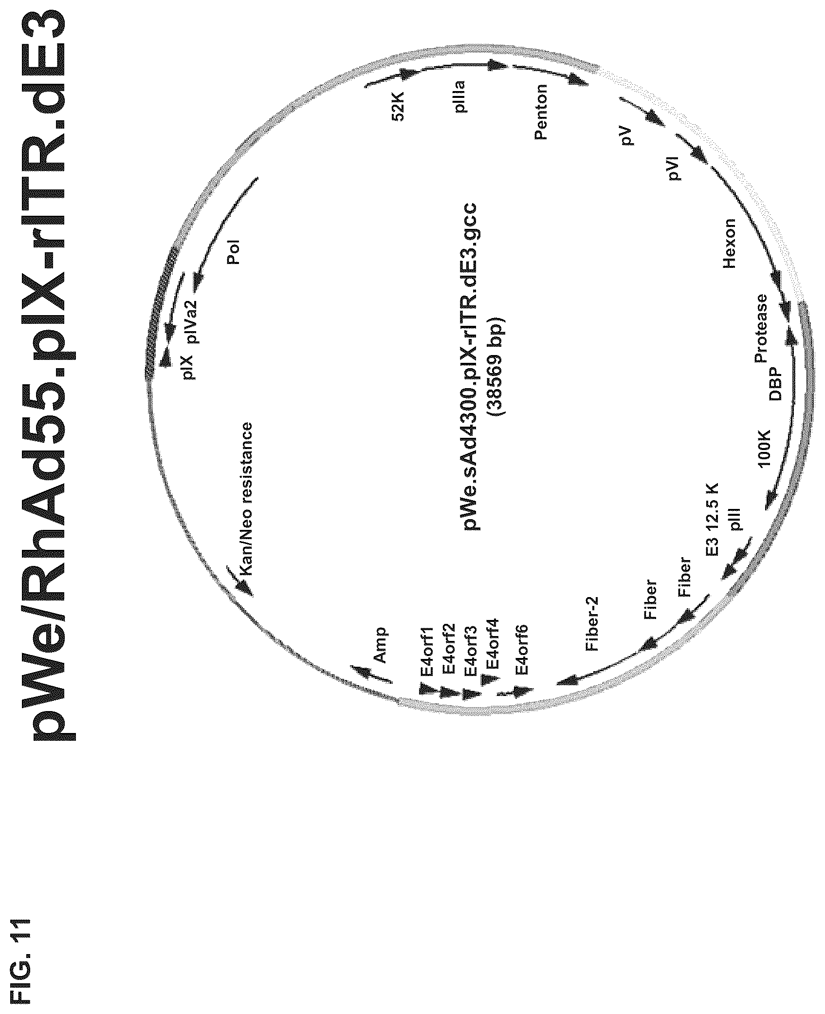 Patent US12312382 Figure 20 – Recombinant adenoviruses and uses thereof