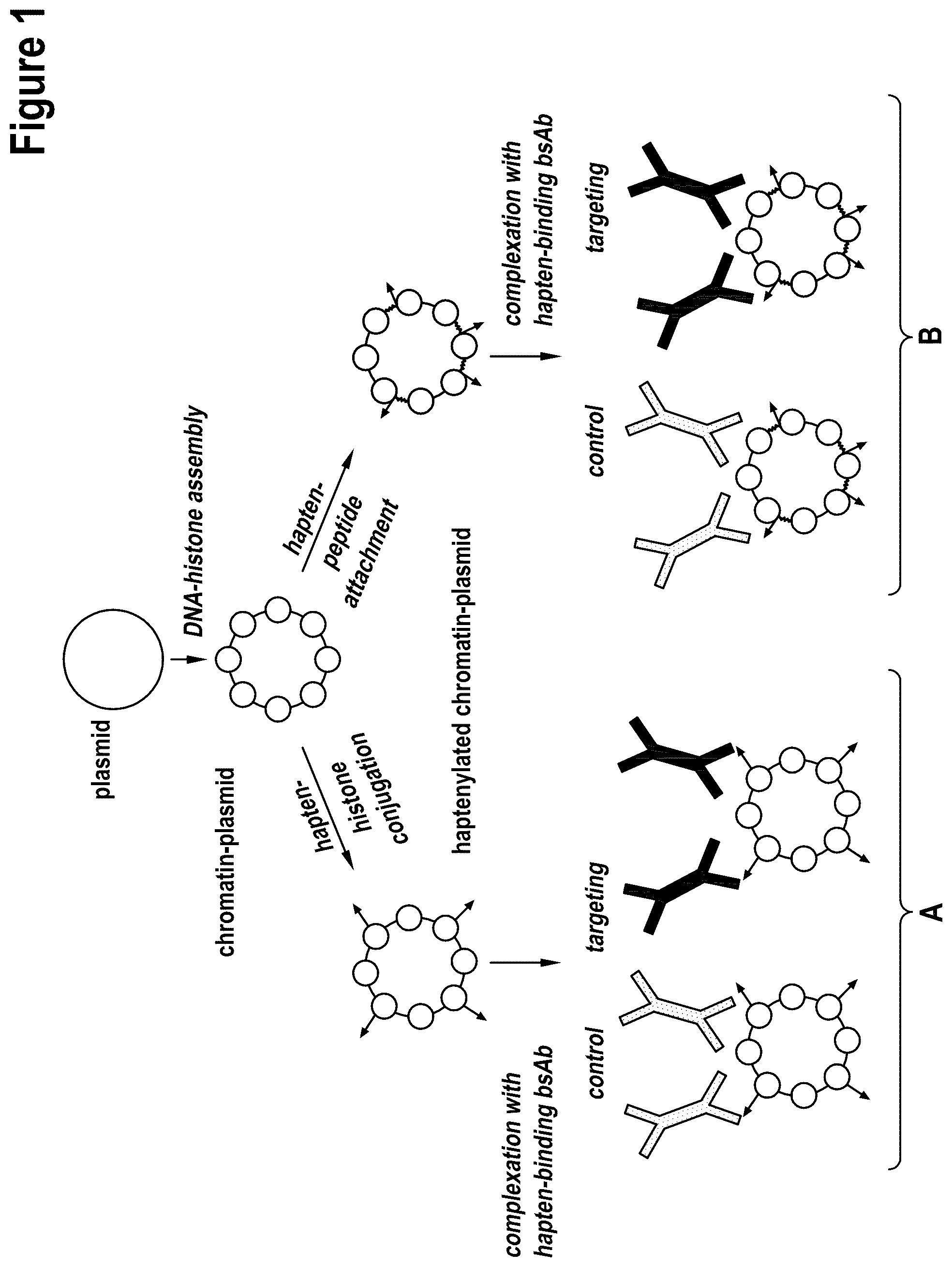Patent US12312386 — Targeted intracellular delivery of large nucleic acids — Figure 1