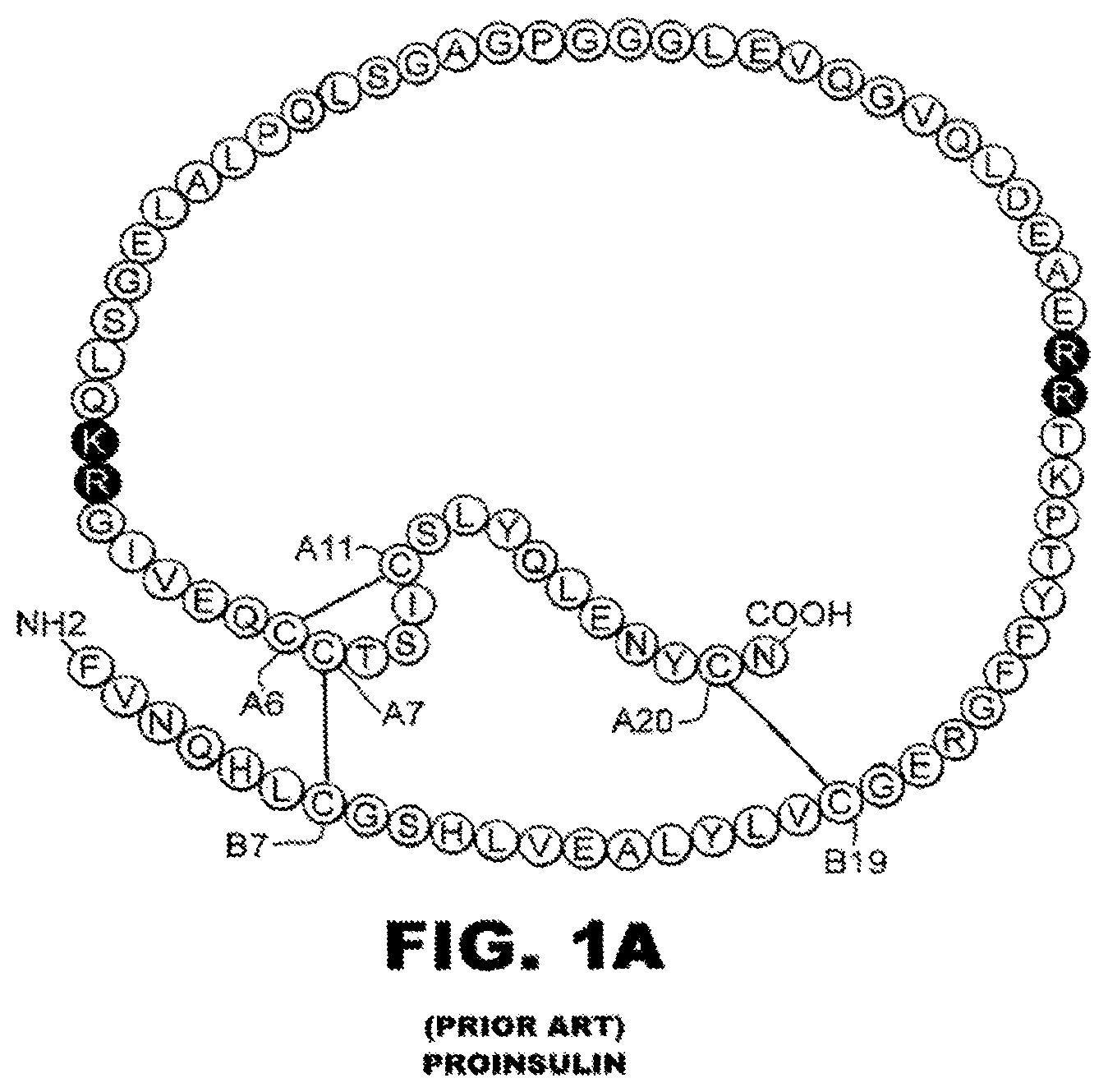Patent US12312390 — Rapid-acting insulin analogues of enhanced stability — Figure 1