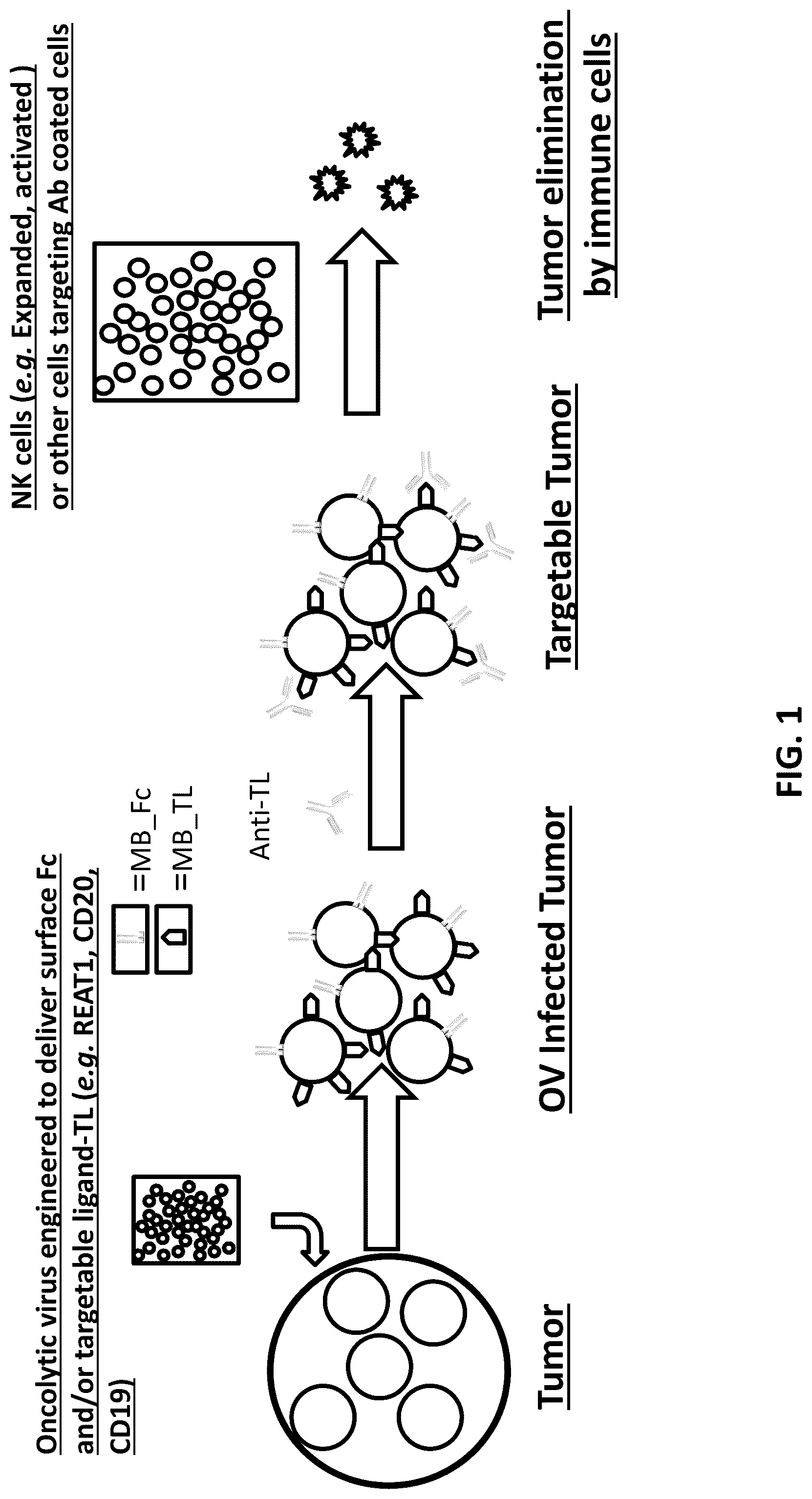 Patent US12312393 — Oncolytic viruses for sensitizing tumor cells to killing by natural killer cells — Figure 1
