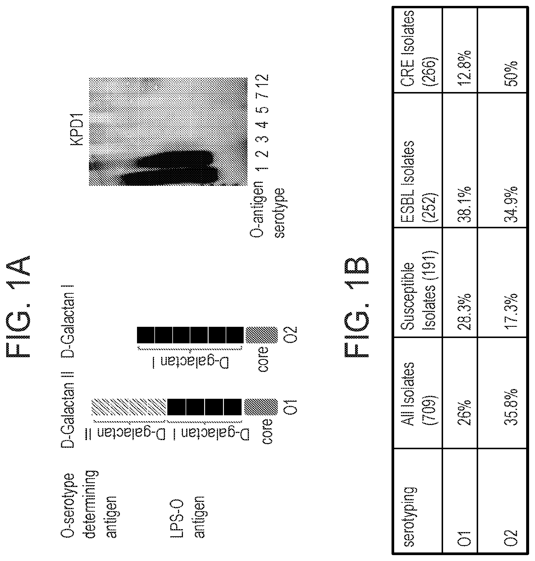 Patent US12312397 — Anti-O2 antibodies and uses thereof — Figure 1