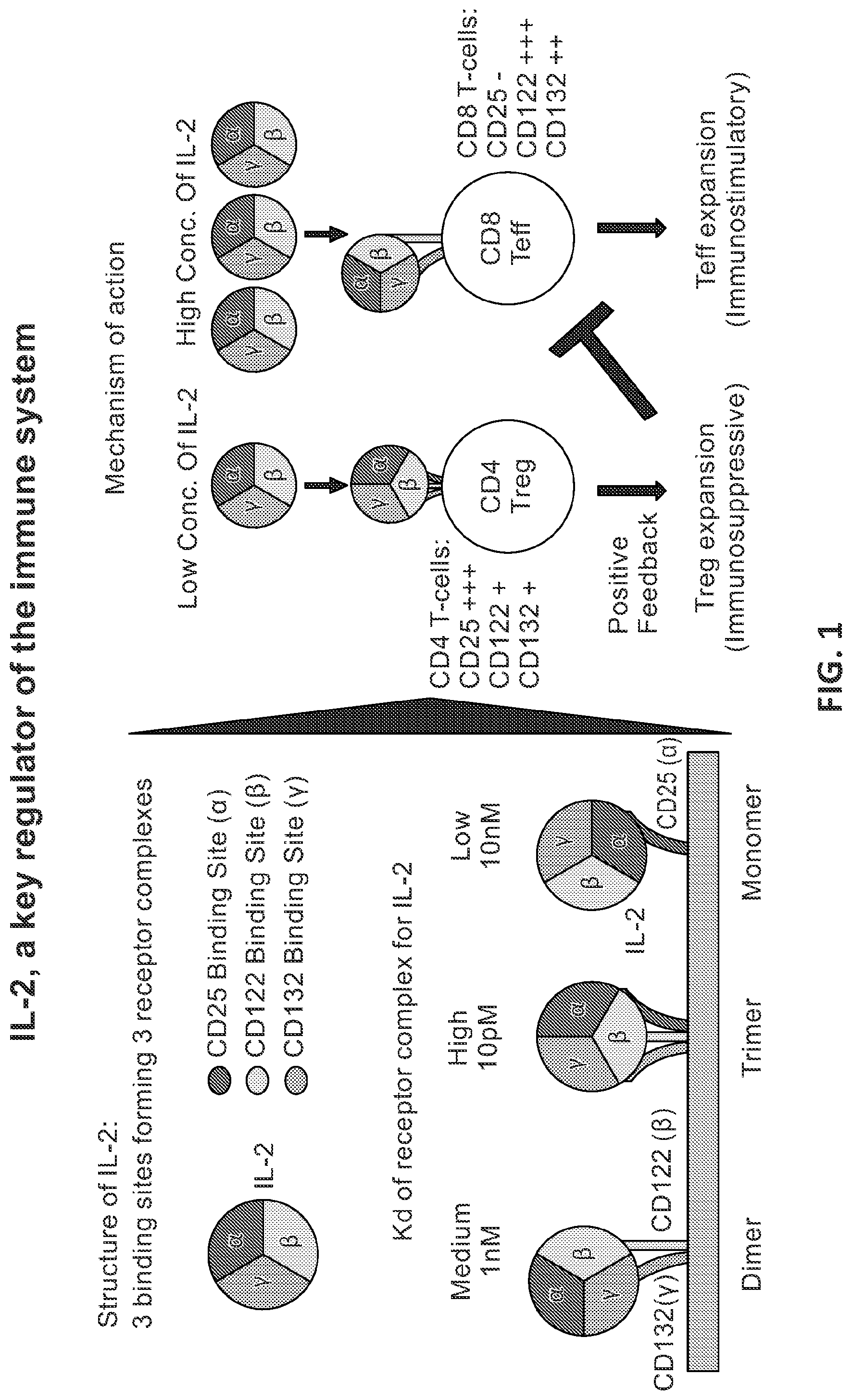 Patent US12312400 — Engineered anti-il-2 antibodies — Figure 1