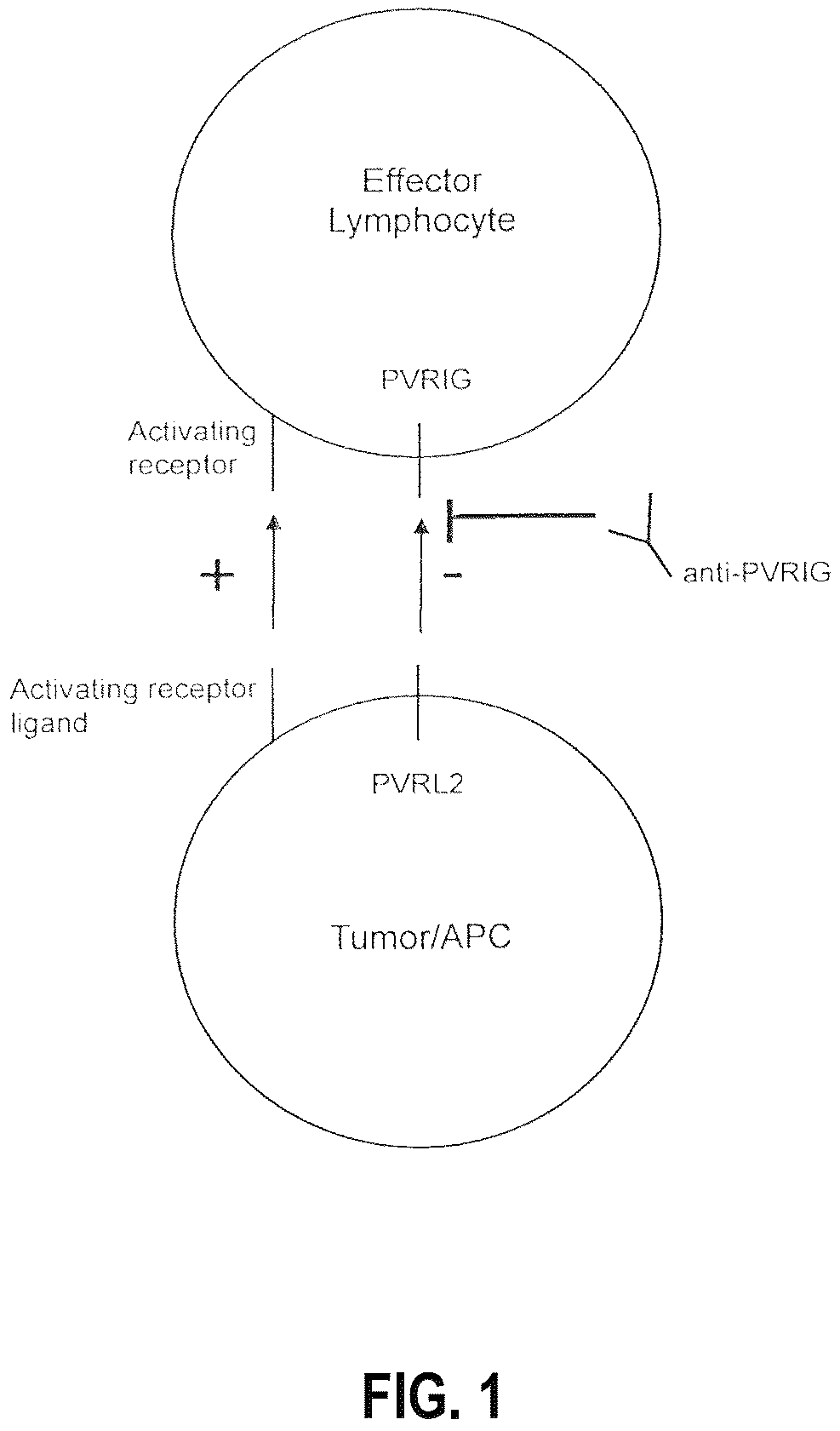 Patent US12312404 — Anti-PVRIG antibodies and methods of use — Figure 1