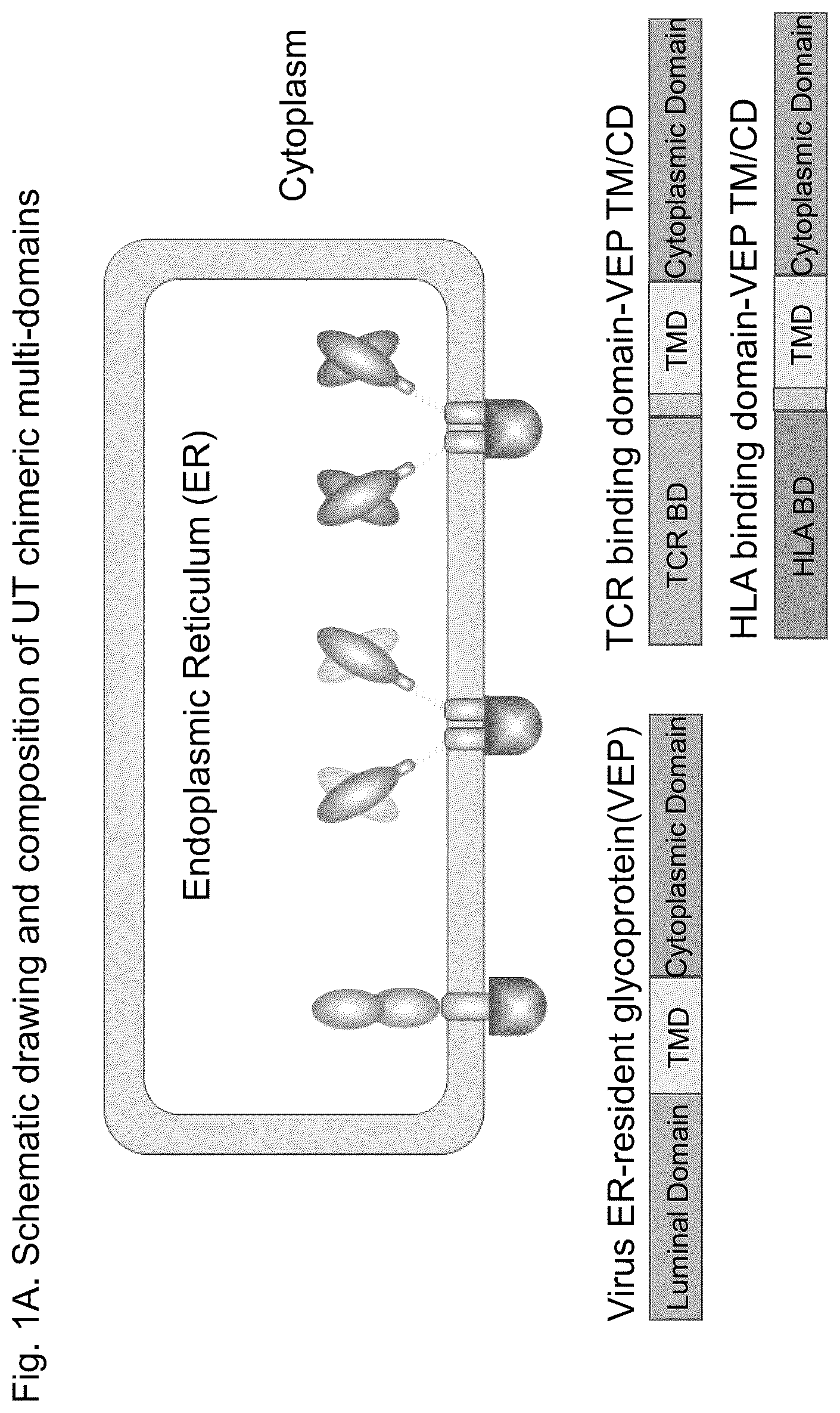 Patent US12312407 — Universal T cells and the method of use thereof — Figure 1