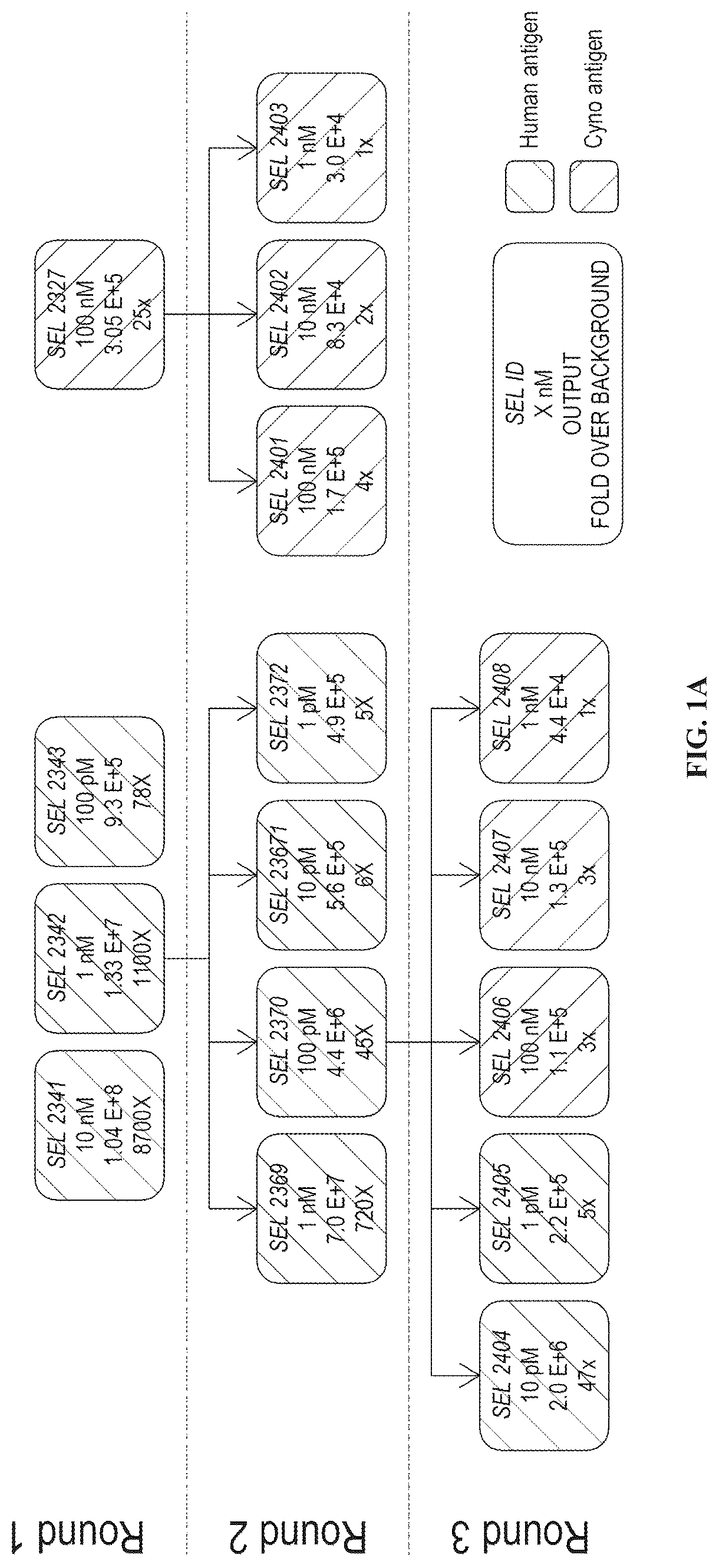 Patent US12312408 Figure 1 – Multispecific anti-TCR delta variable 1 antibodies