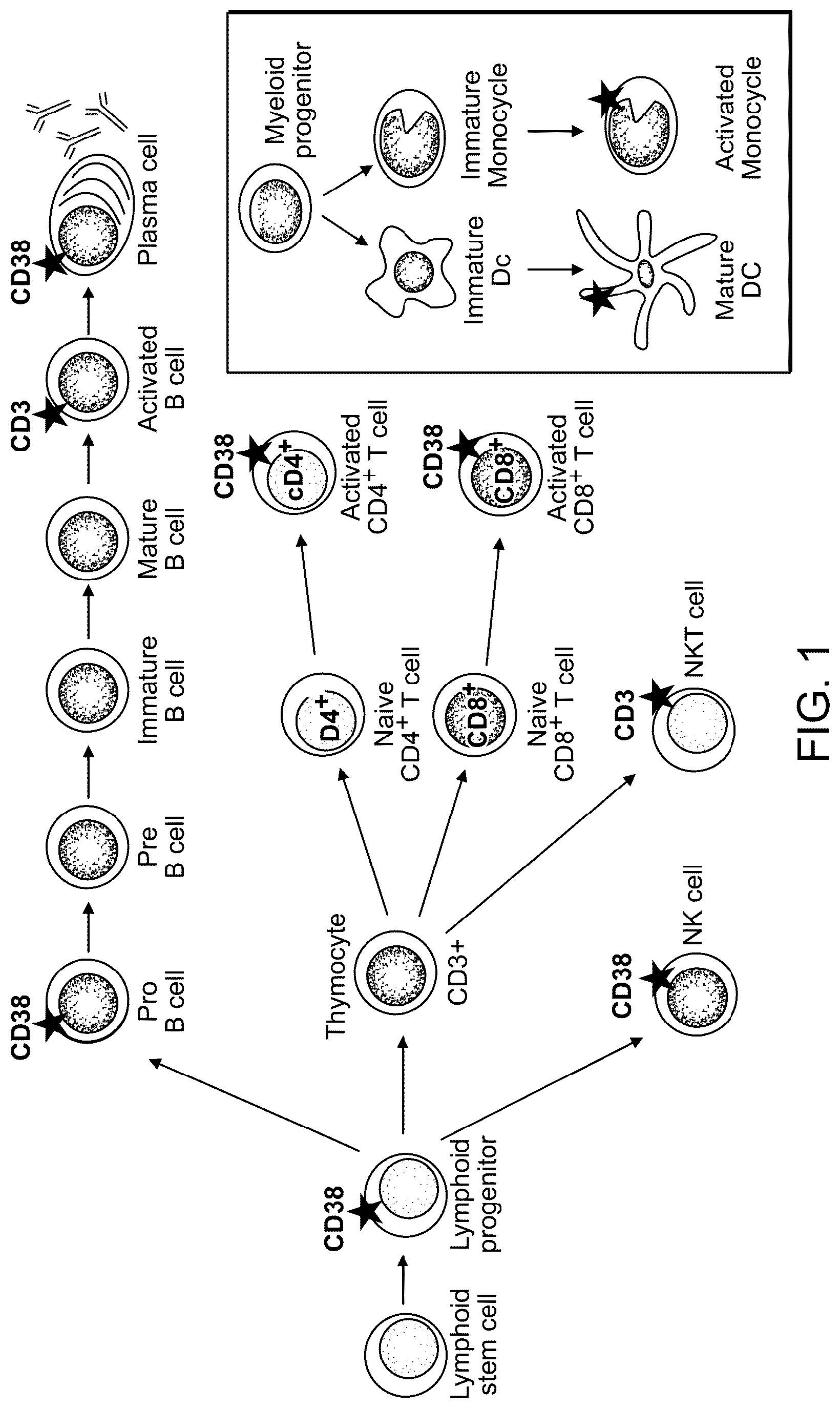 Patent US12312411 — Anti-CD38 binding domains — Figure 1