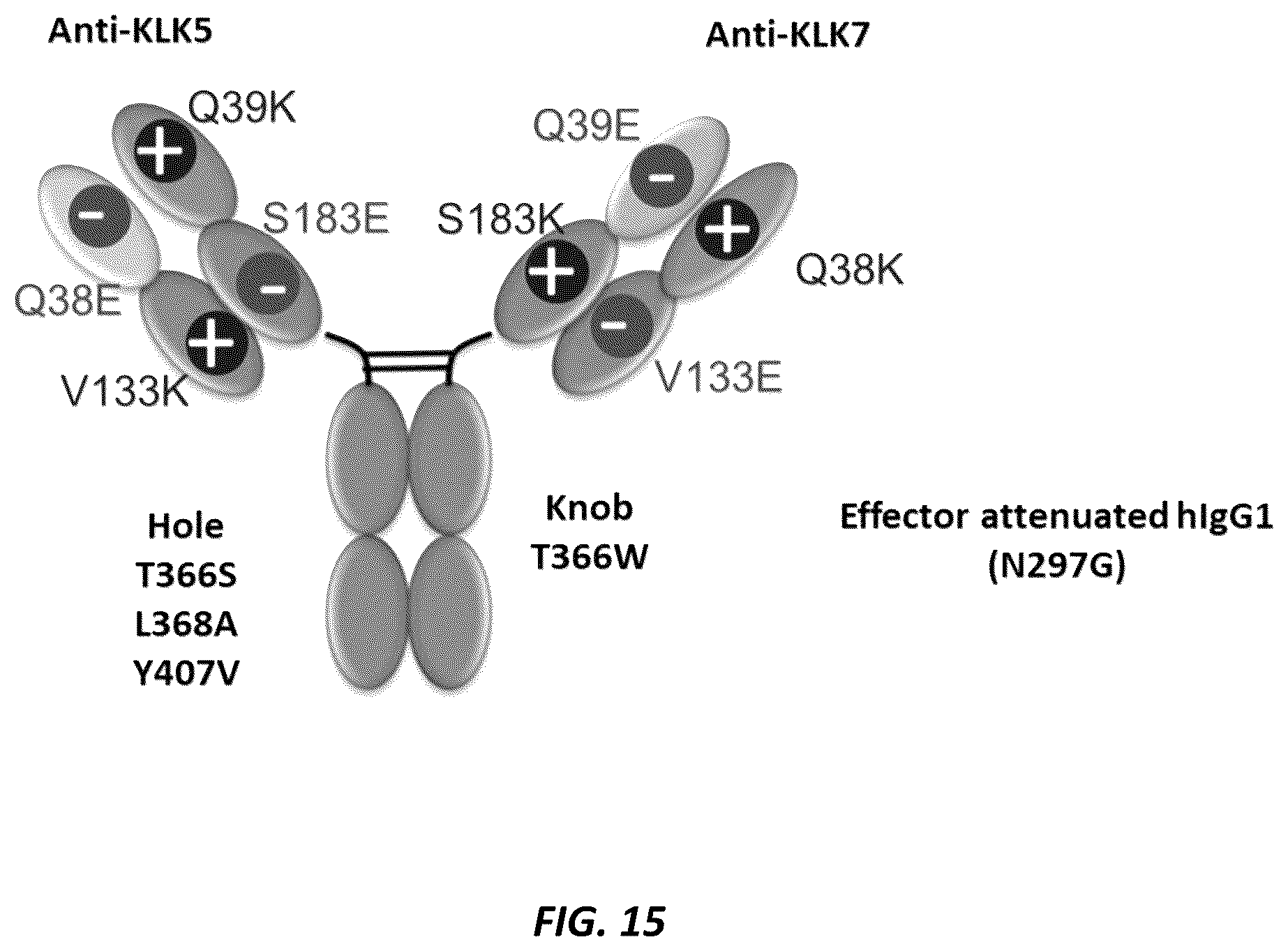 Patent US12312415 Figure 19 – Anti-KLK7 antibodies, anti-KLK5 antibodies, multispecific anti-KLK5/KLK7 antibodies, and methods of use