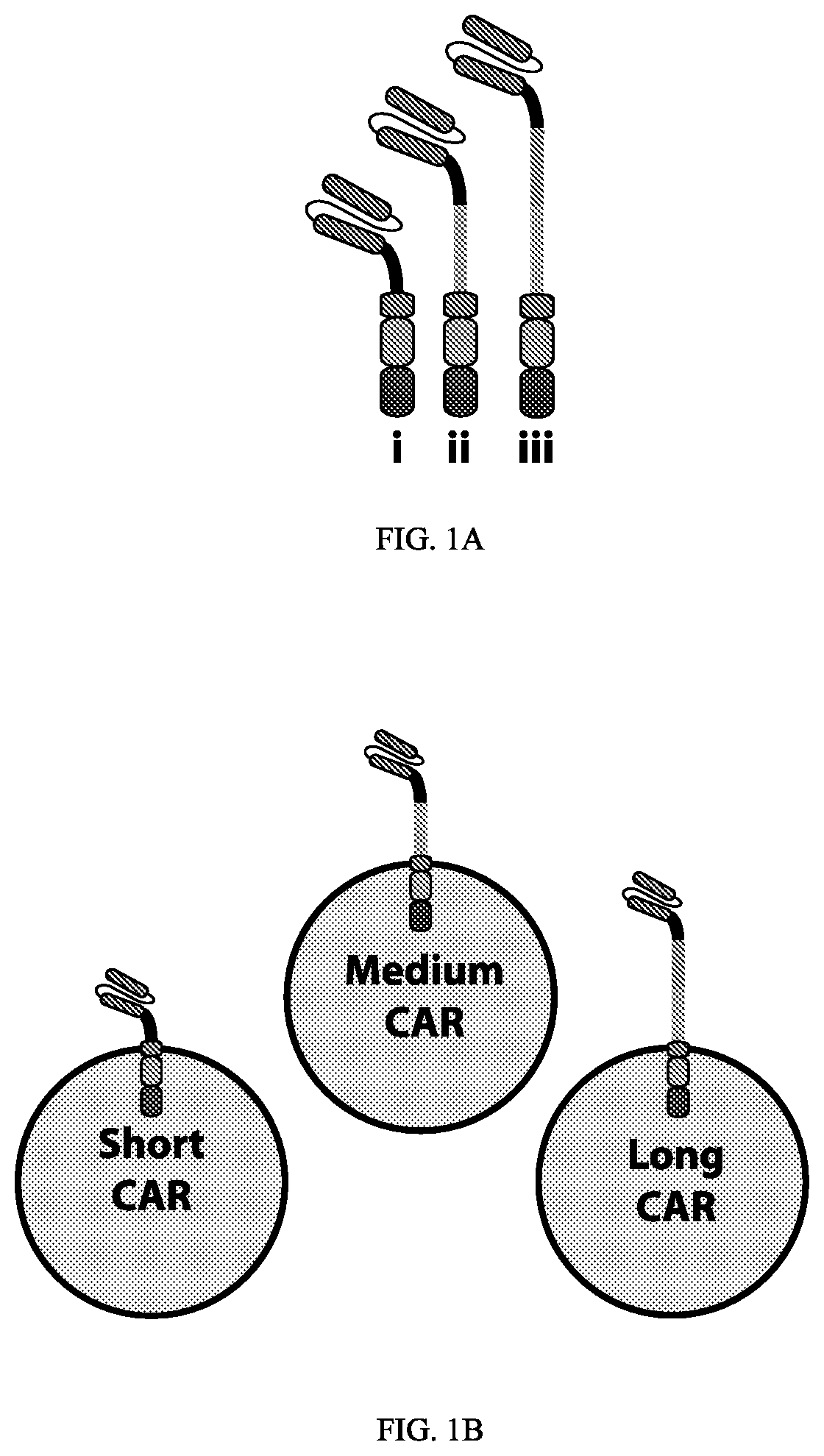 Patent US12312416 Figure 1 – Fluorescein-specific cars exhibiting optimal t cell function against FL-PLE labelled tumors