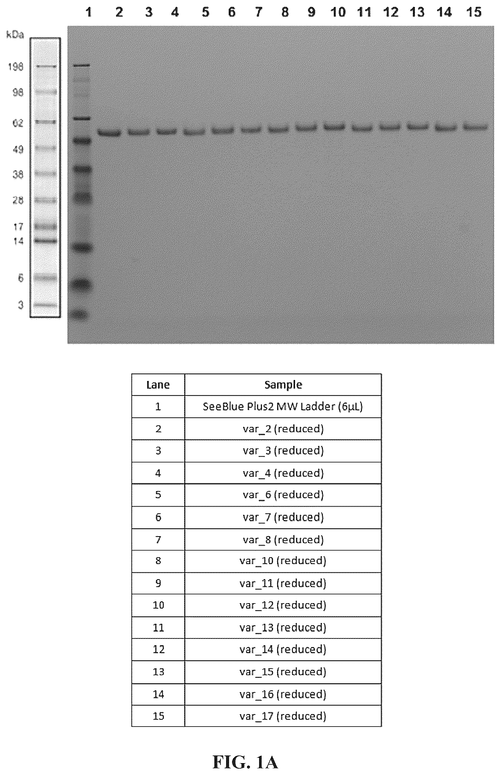Patent US12312417 — Binding proteins 1 — Figure 1
