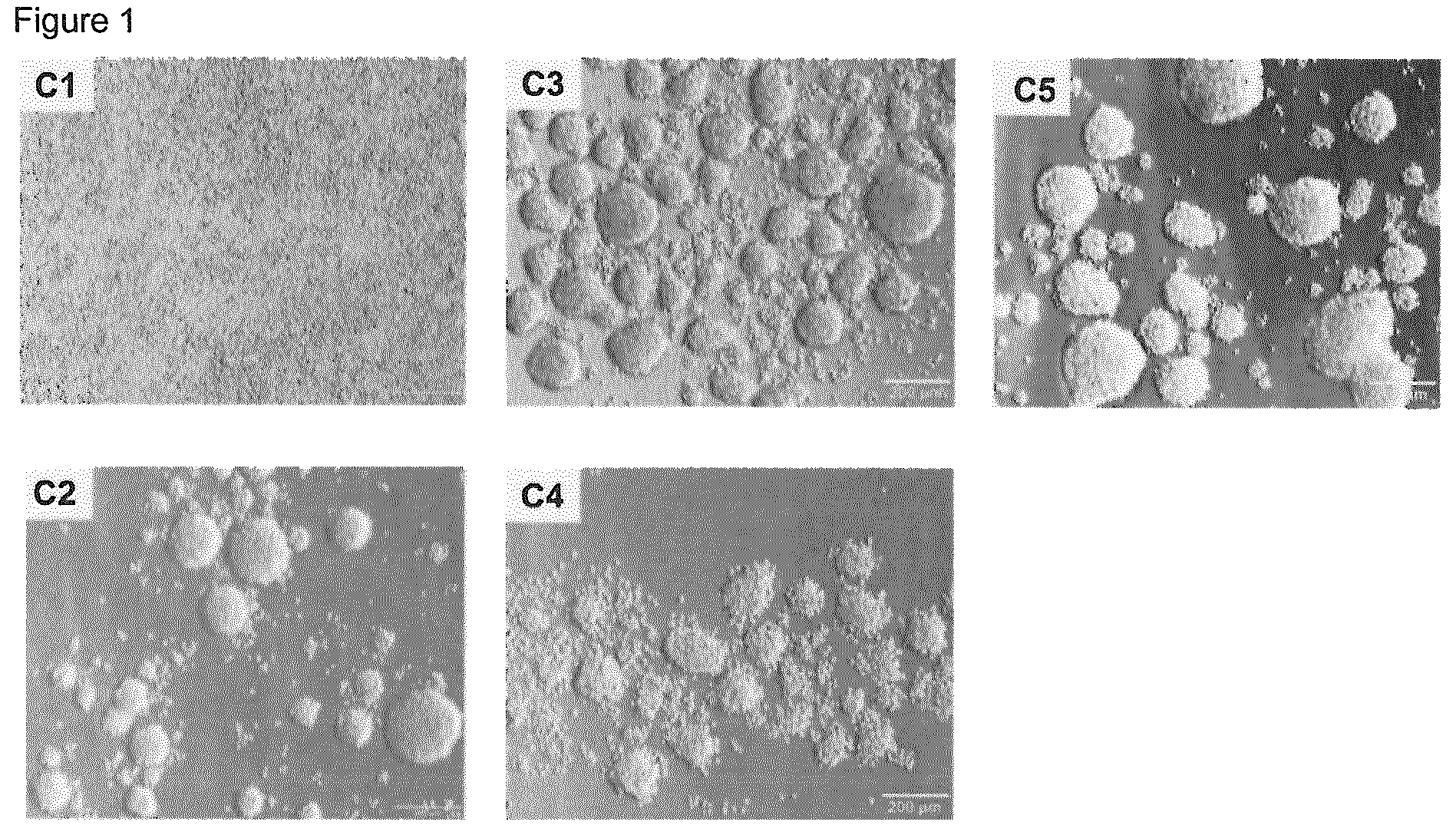 Patent US12312572 — Devices for cultivating cells coated with a copolymer of polyethyleneglykol (meth)acrylate — Figure 1