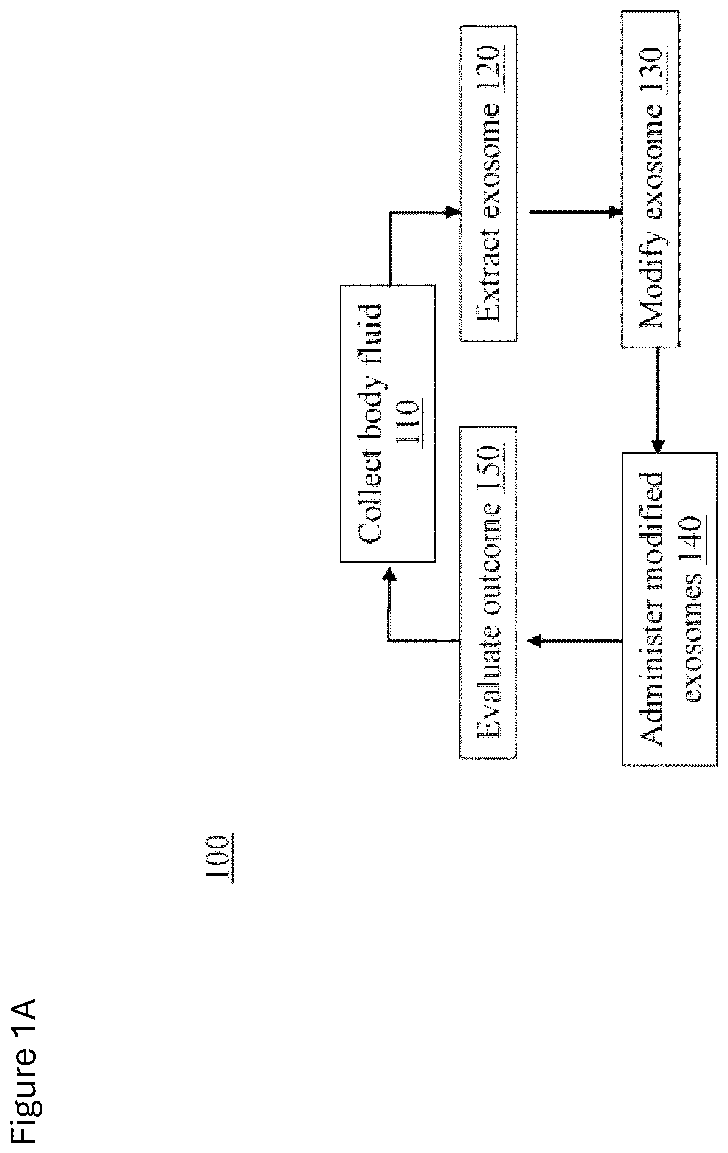 Patent US12312584 — cGMP exosome loaded therapeutics for treating sickle cell disease — Figure 1