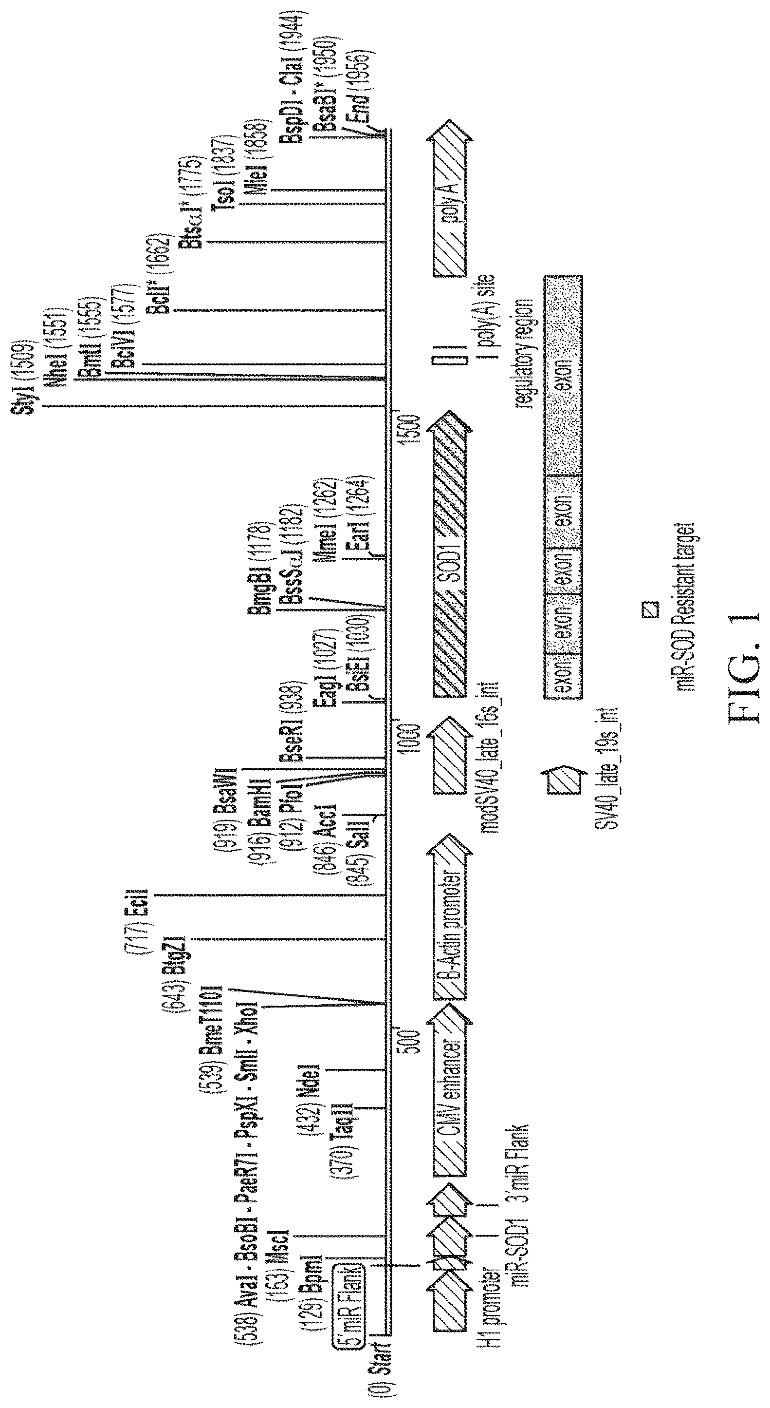 Patent US12312587 — SOD1 dual expression vectors and uses thereof — Figure 1