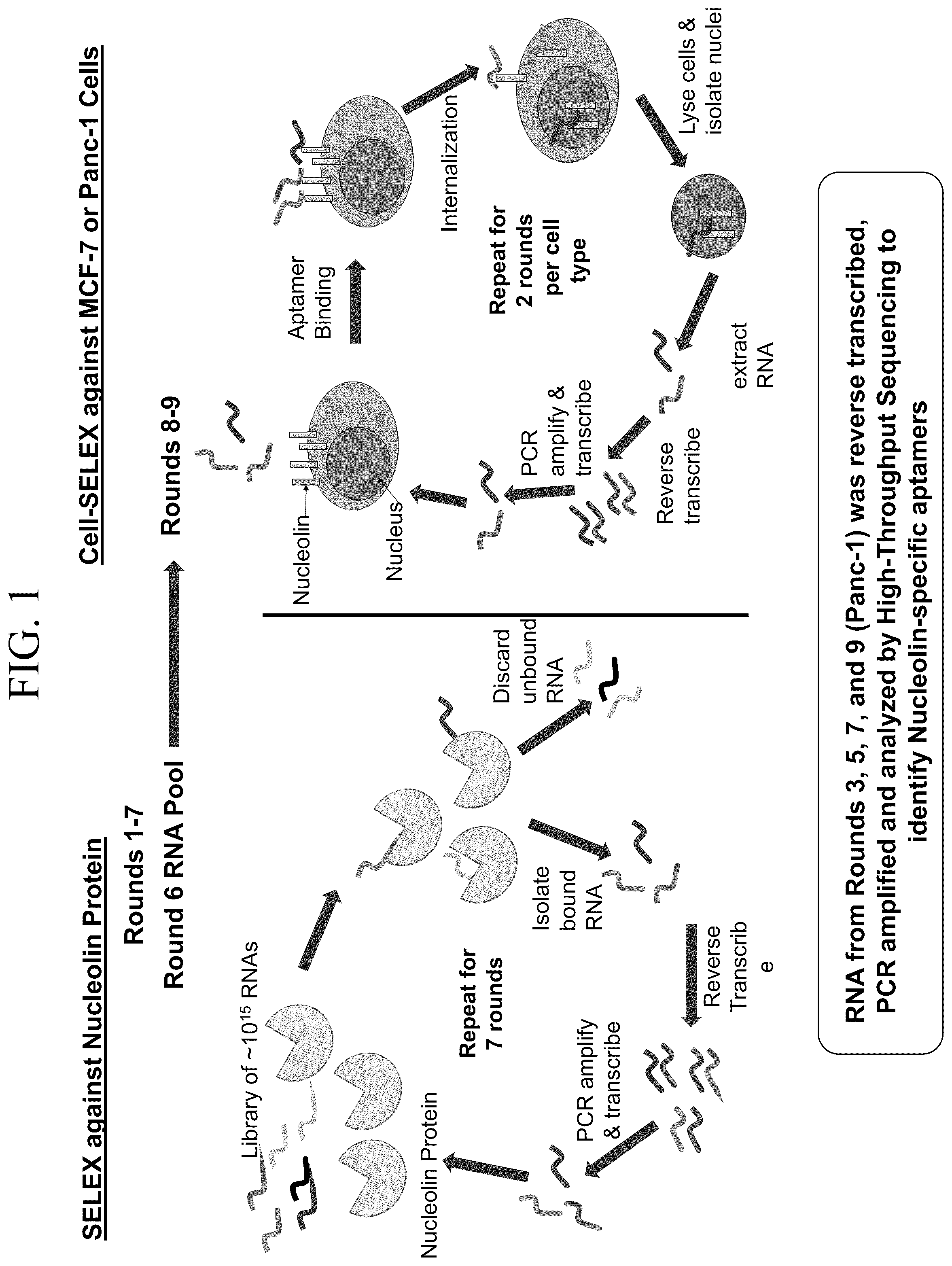 Patent US12312588 — — Figure 1