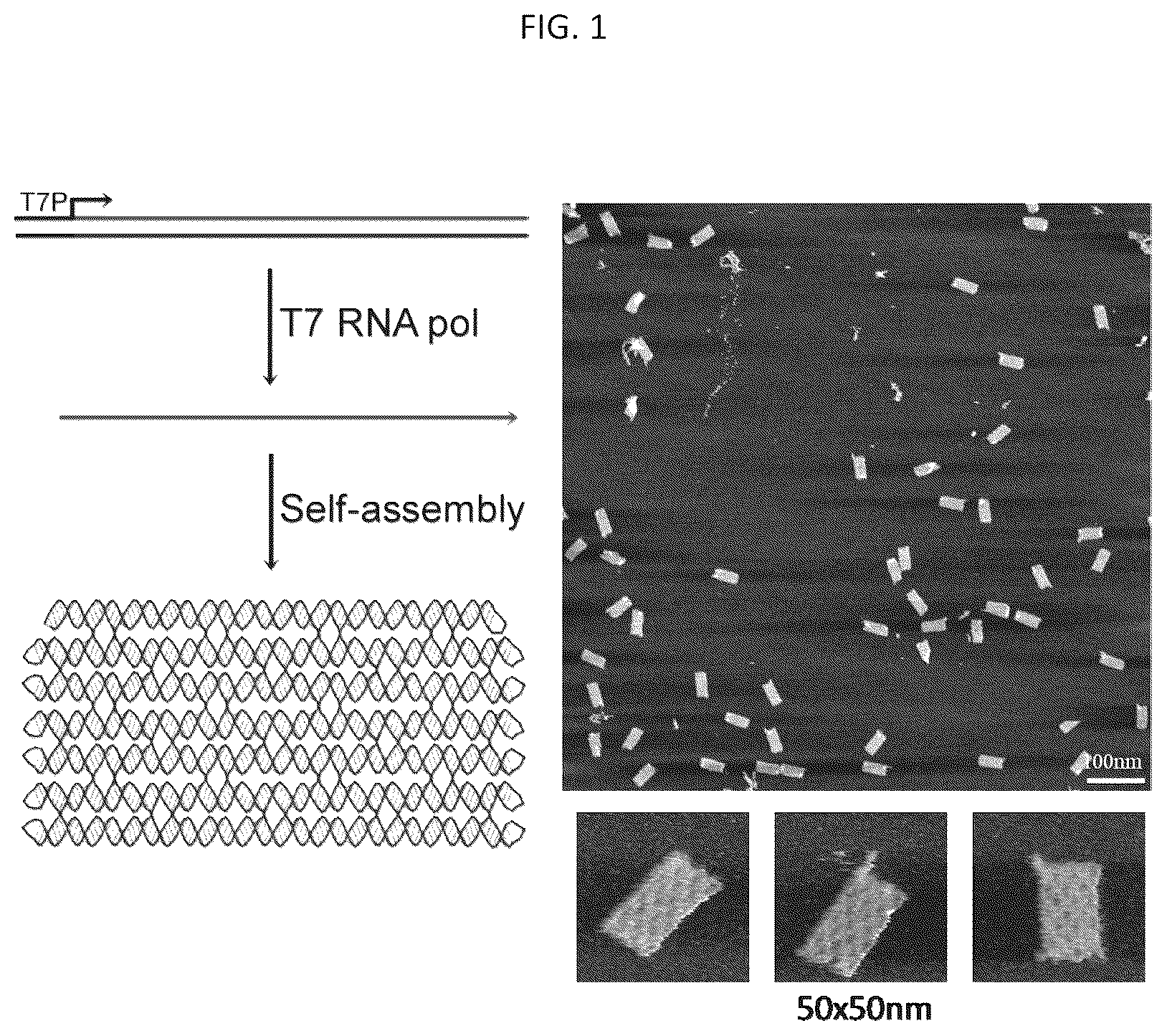Patent US12312589 — RNA-nanostructured double robots and methods of use thereof — Figure 1