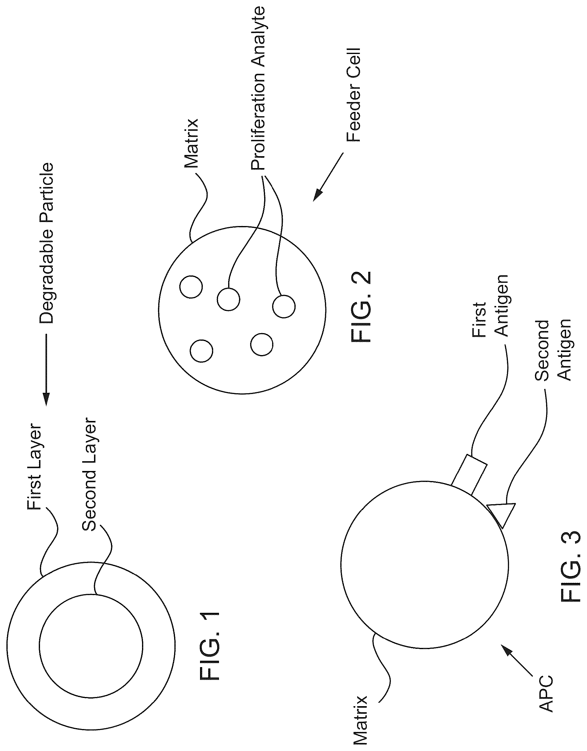 Patent US12312595 — Hydrogel particles as feeder cells and as synthetic antigen presenting cells — Figure 1