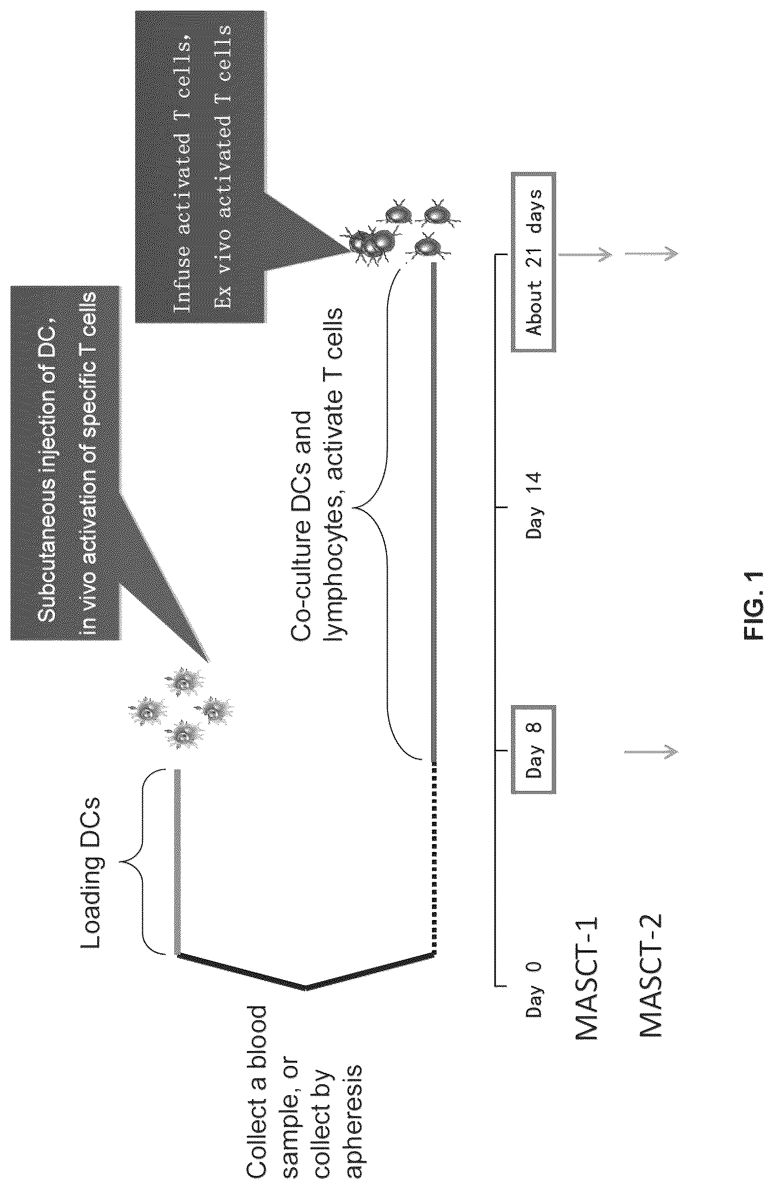 Patent US12312597 — Methods of cancer treatment using activated t cells — Figure 1