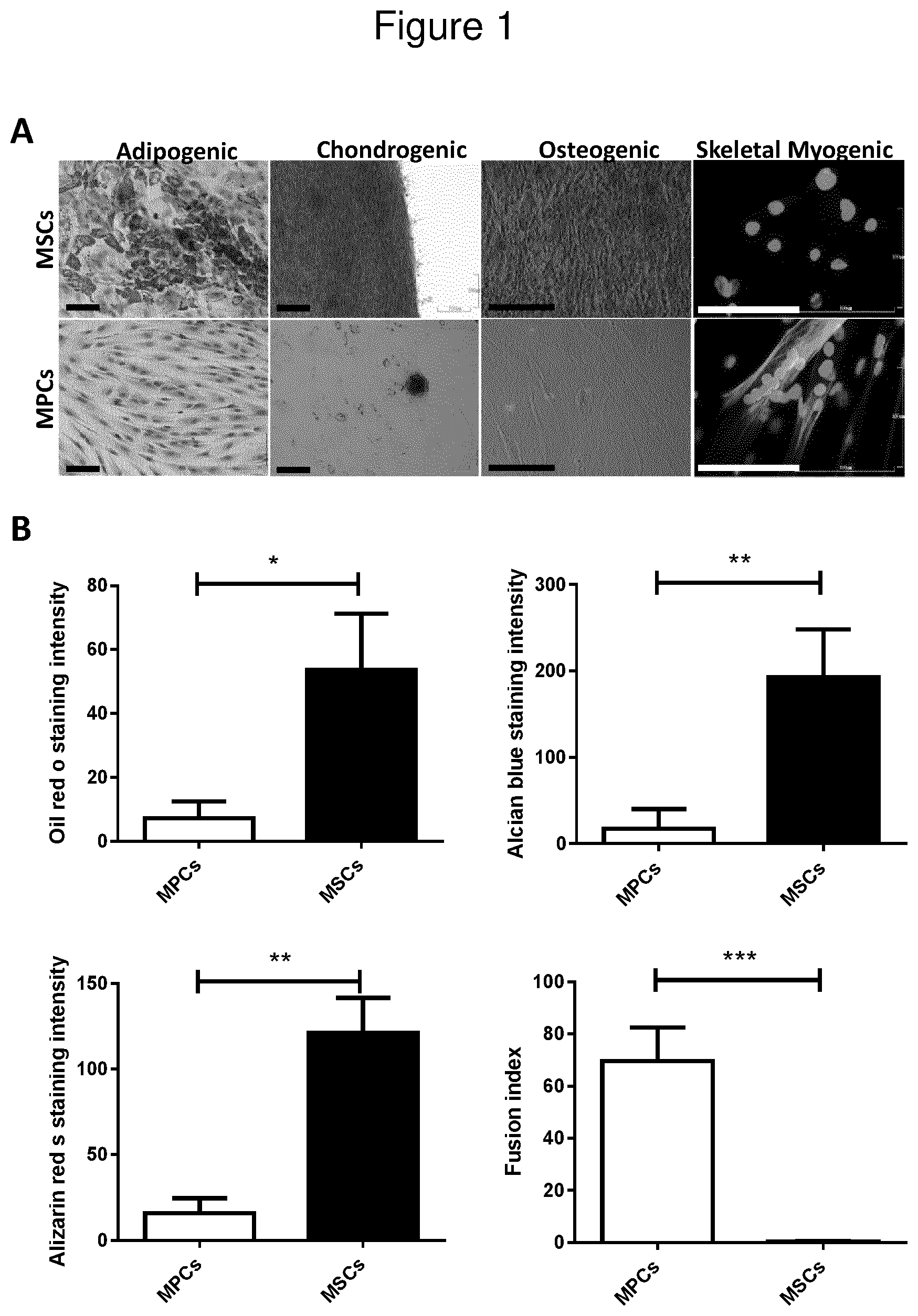 Patent US12312600 Figure 1 – Methods for obtaining induced smooth muscle cells
