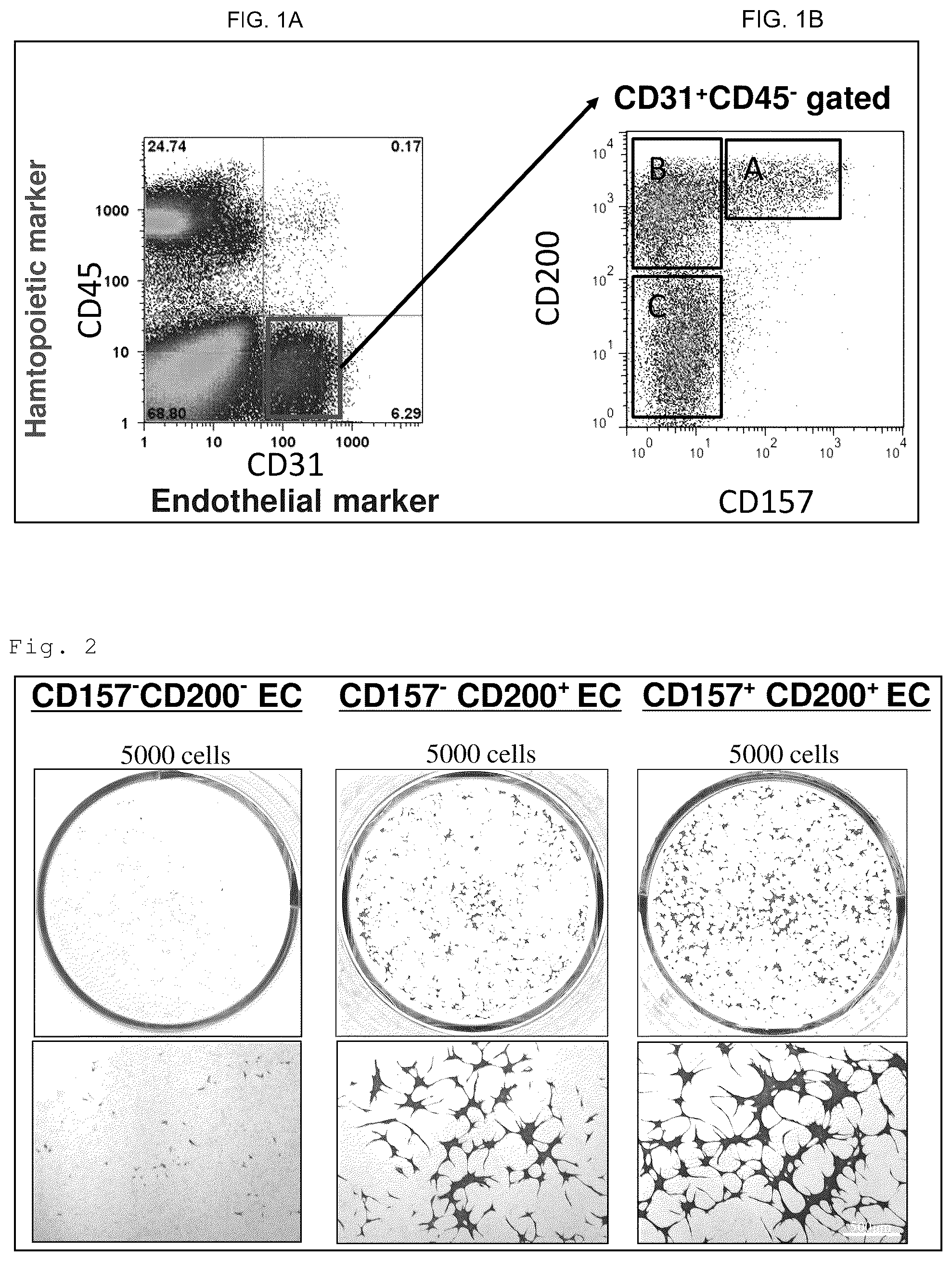 Patent US12312603 — Cell populations of CD31-positive, CD45-negative, CD200-positive mammalian cells and use thereof — Figure 1