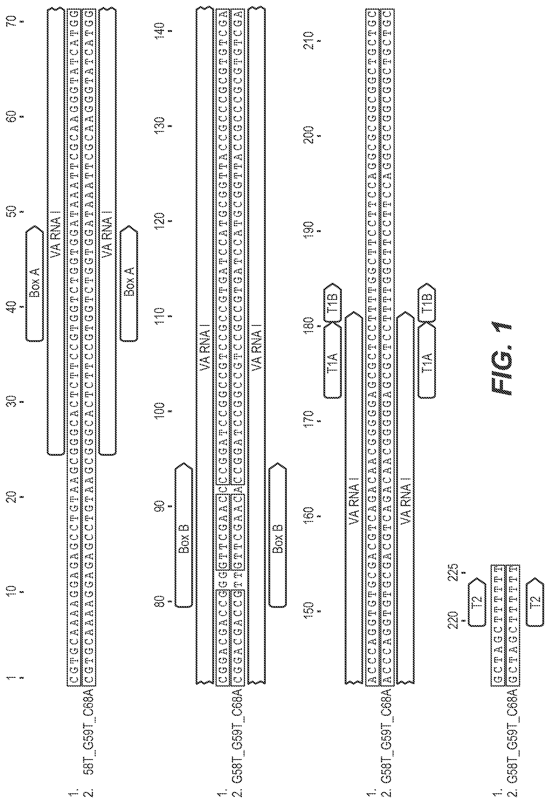 Patent US12312606 — Nucleic acid constructs for VA RNA transcription — Figure 1