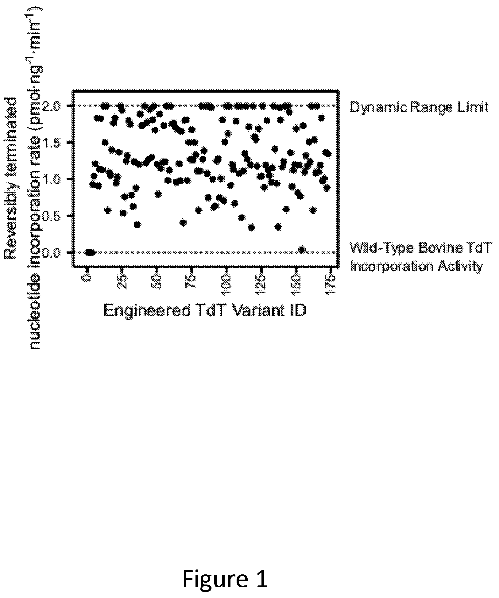 Patent US12312611 Figure 1 – Modified terminal deoxynucleotidyl transferase (TdT) enzymes