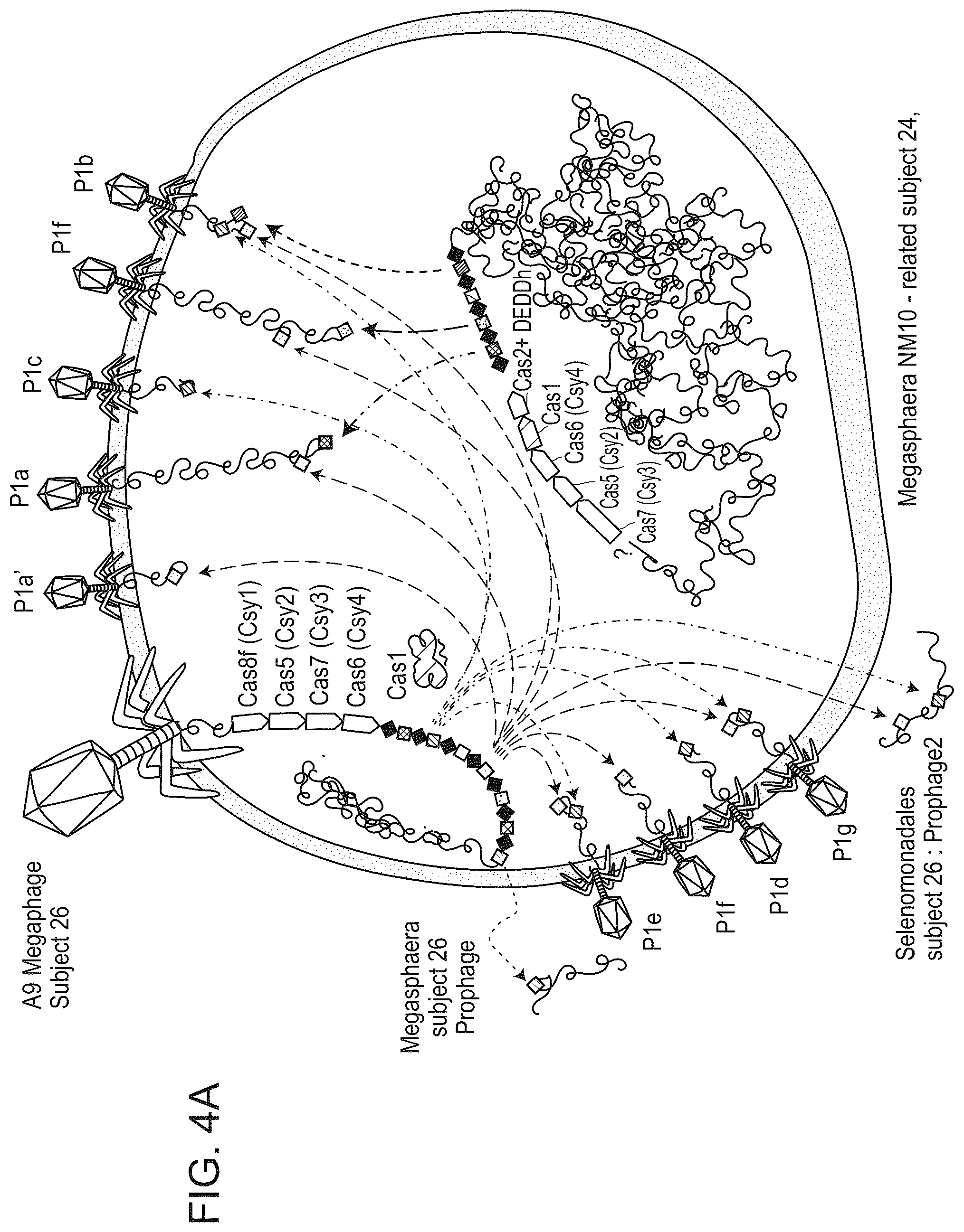 Patent US12312616 Figure 5 – CRISPR-Cas effector polypeptides and methods of use thereof