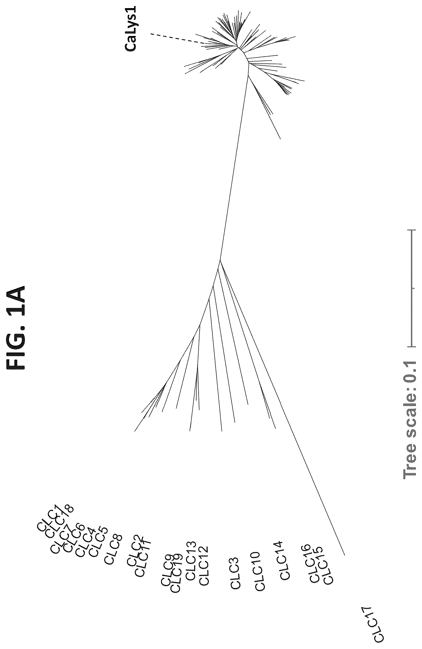 Patent US12312617 — Cell wall hydrolases targeting c. acnes — Figure 1
