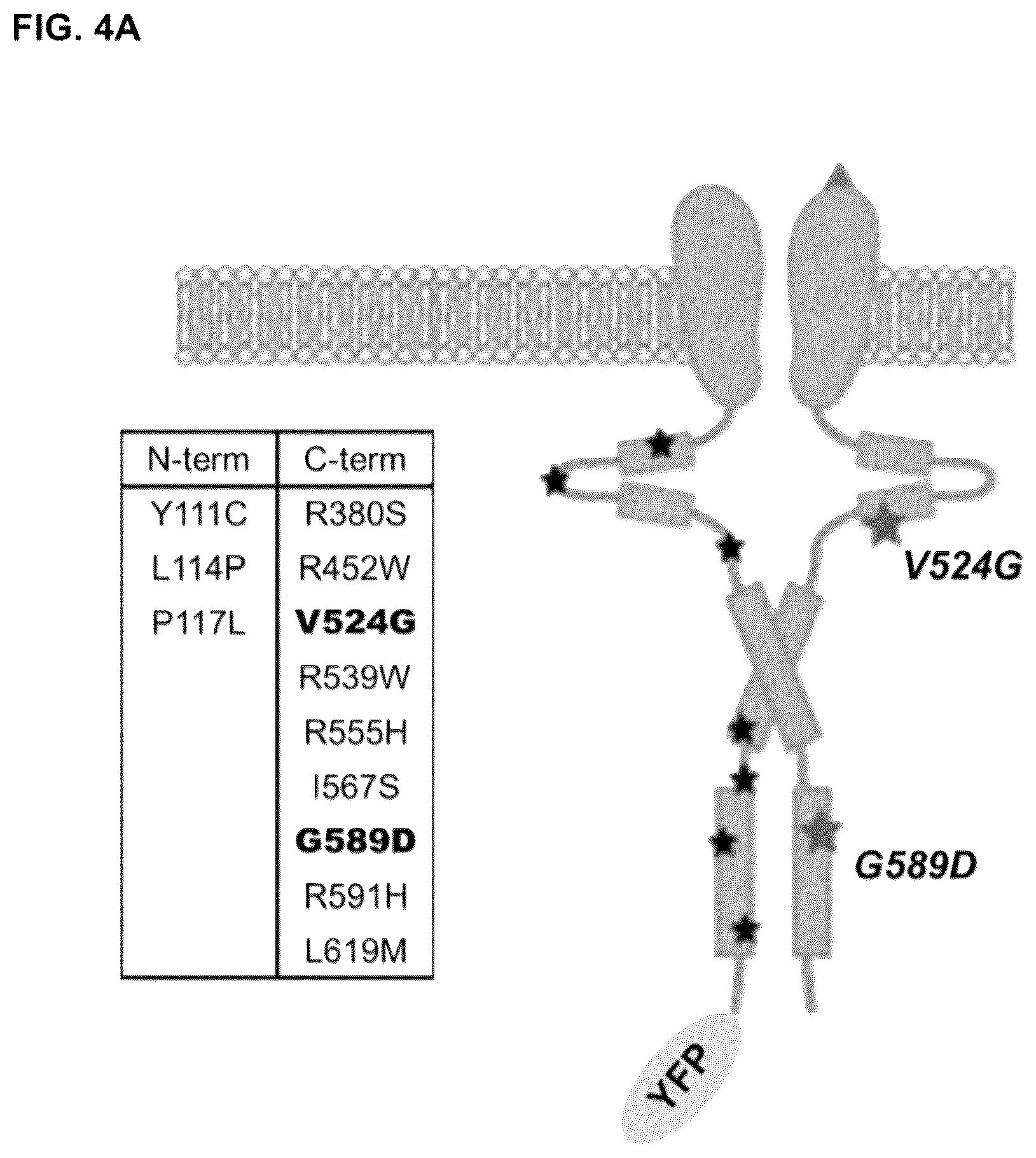 Patent US12312618 Figure 9 – Compositions and methods for using engineered deubiquitinases for probing ubiquitin-dependent cellular processes