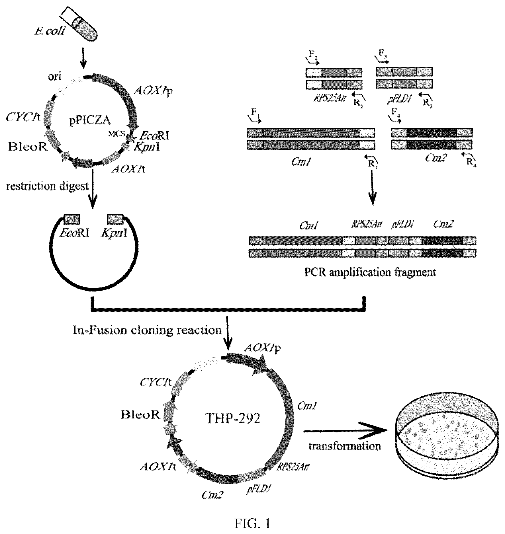 Patent US12312625 — Engineering strain producing cordycepin and its derivative 3′-deoxyinosine, its preparation method and application — Figure 1
