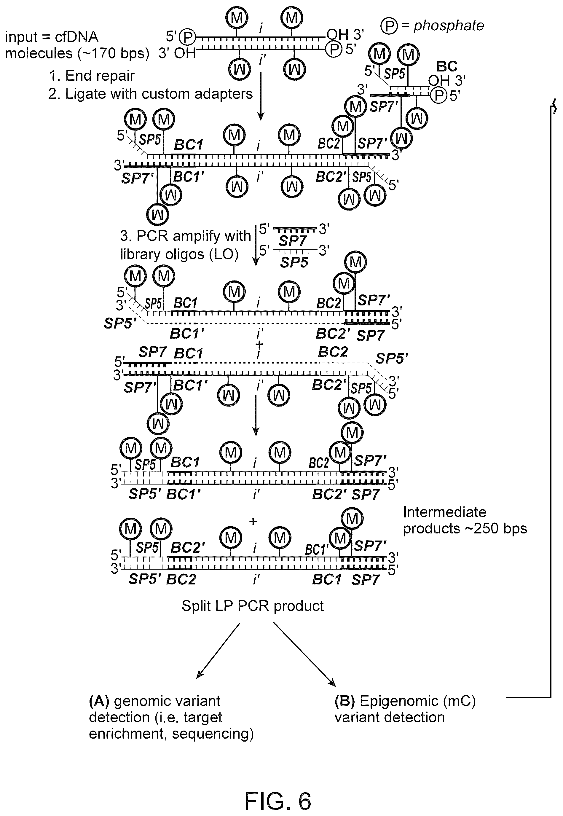 Patent US12312634 Figure 8 – Methods and systems for analyzing nucleic acid molecules