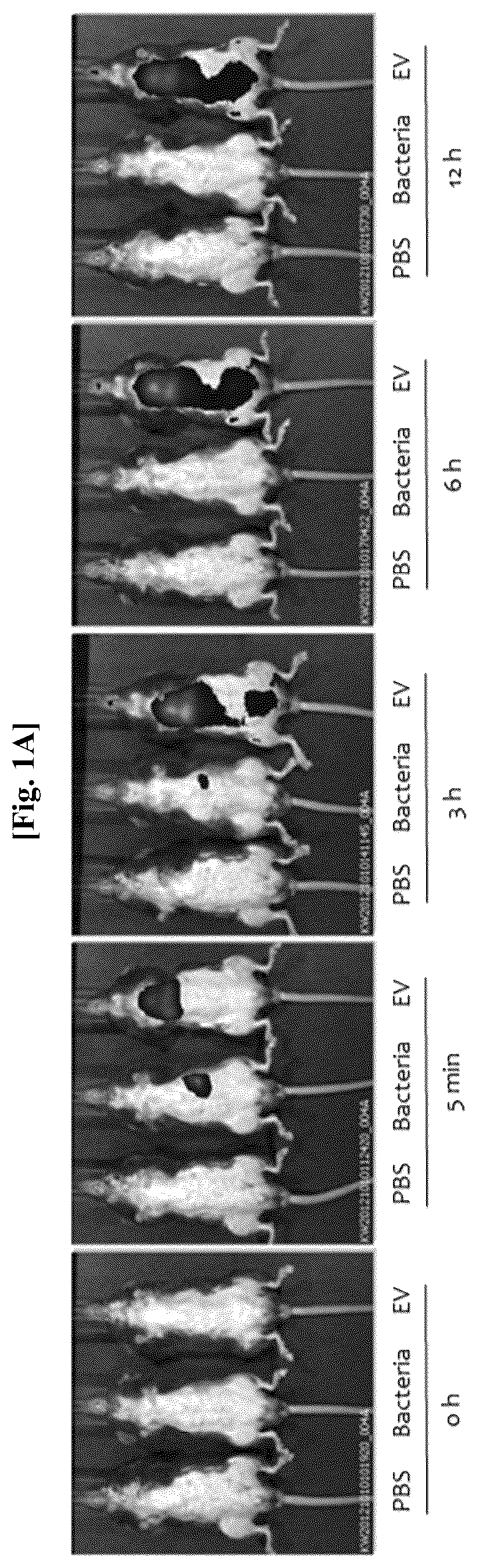 Patent US12312636 Figure 1 – Nanovesicles derived from genus Bacillus bacteria and use thereof