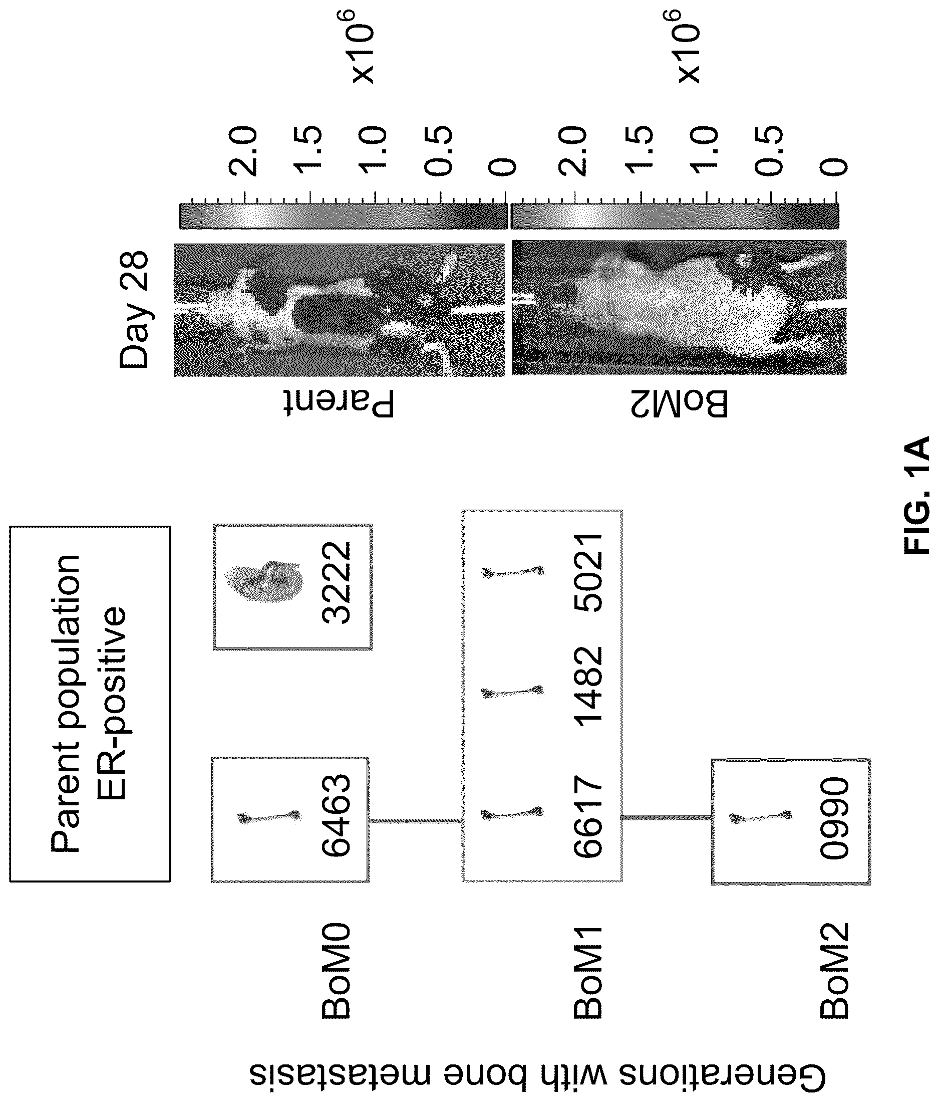 Patent US12312642 — Method for the diagnosis, prognosis and treatment of breast cancer metastasis — Figure 1