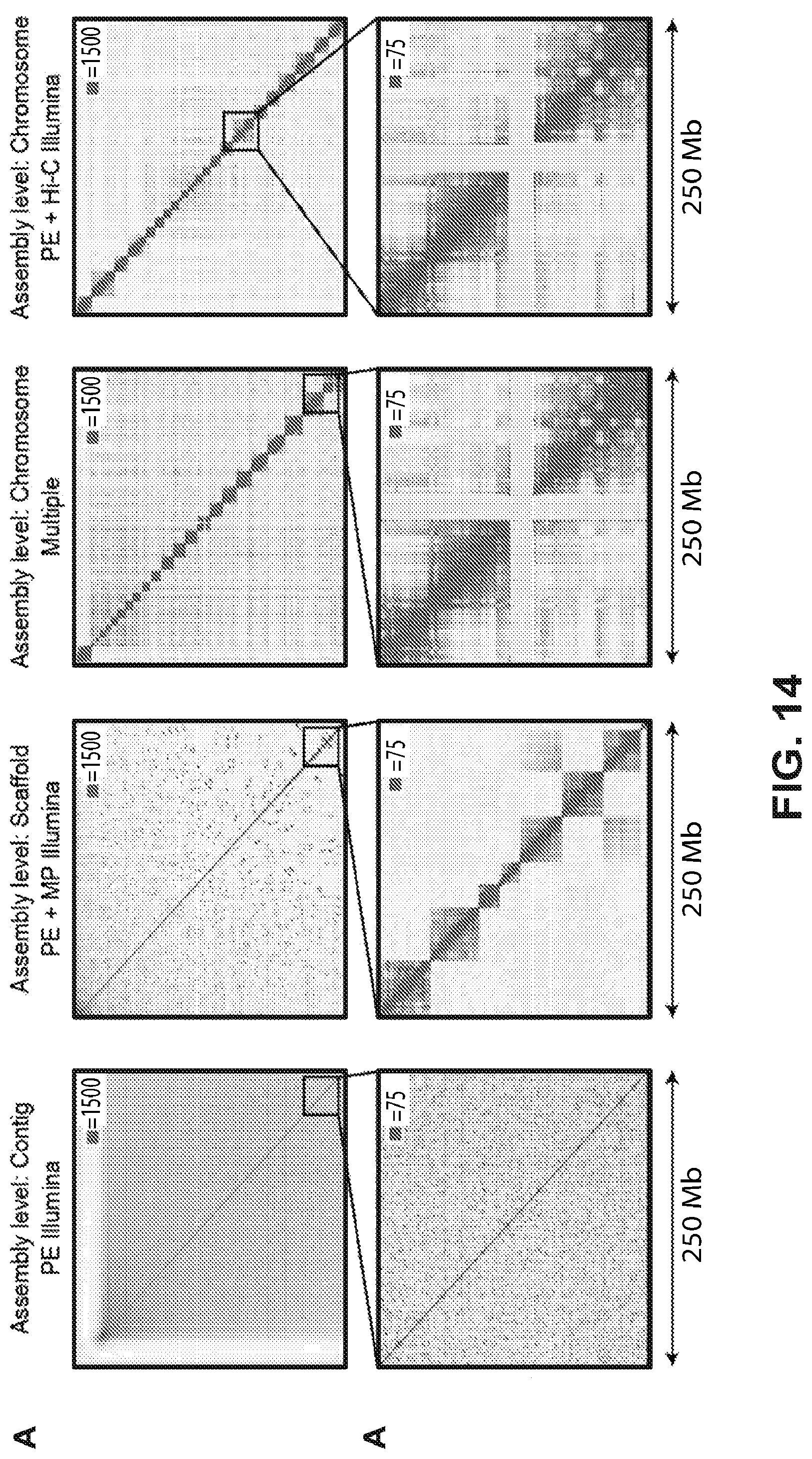 Patent US12315601 Figure 14 – Linear genome assembly from three dimensional genome structure