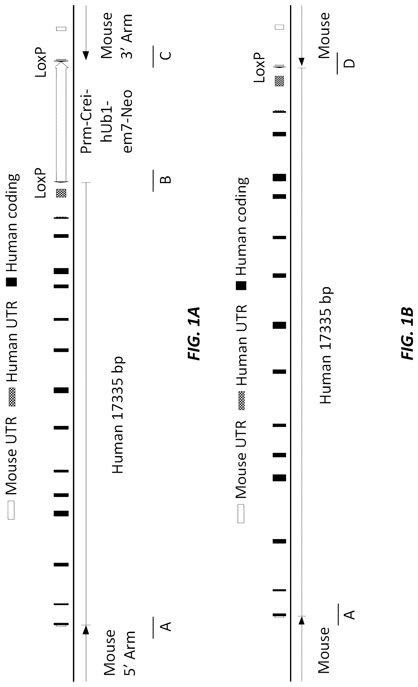 Patent US12317874 — Method of using a genetically modified mouse that expresses human albumin — Figure 1