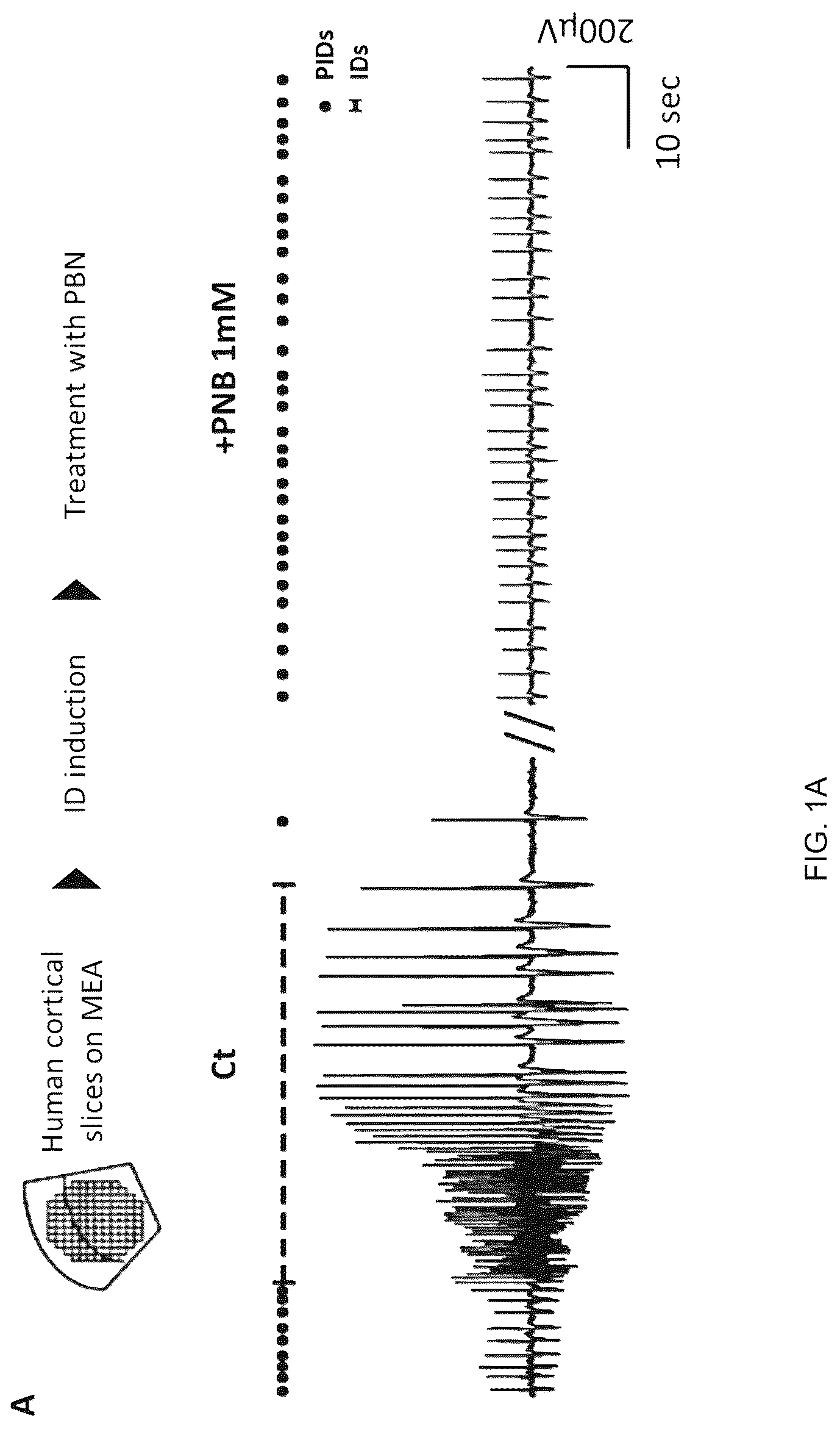 Patent US12318358 — Probenecid for use in treating epileptic diseases, disorders or conditions — Figure 1
