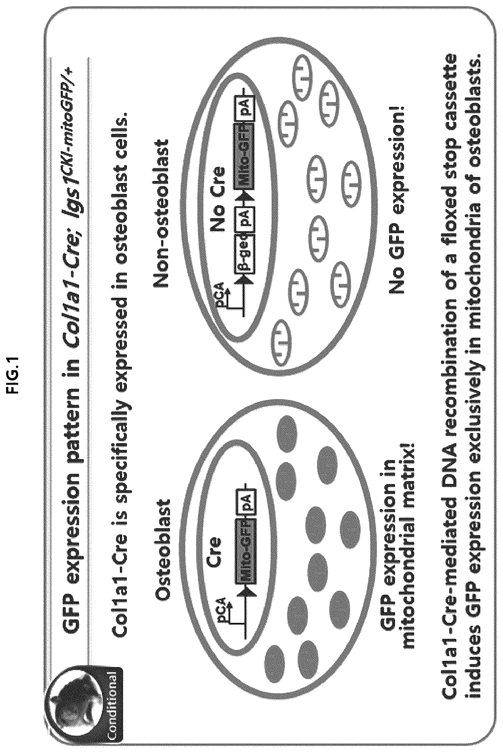 Patent US12318409 Figure 1 – Pharmaceutical composition for promoting osteogenesis, comprising osteoblast-derived mitochondria