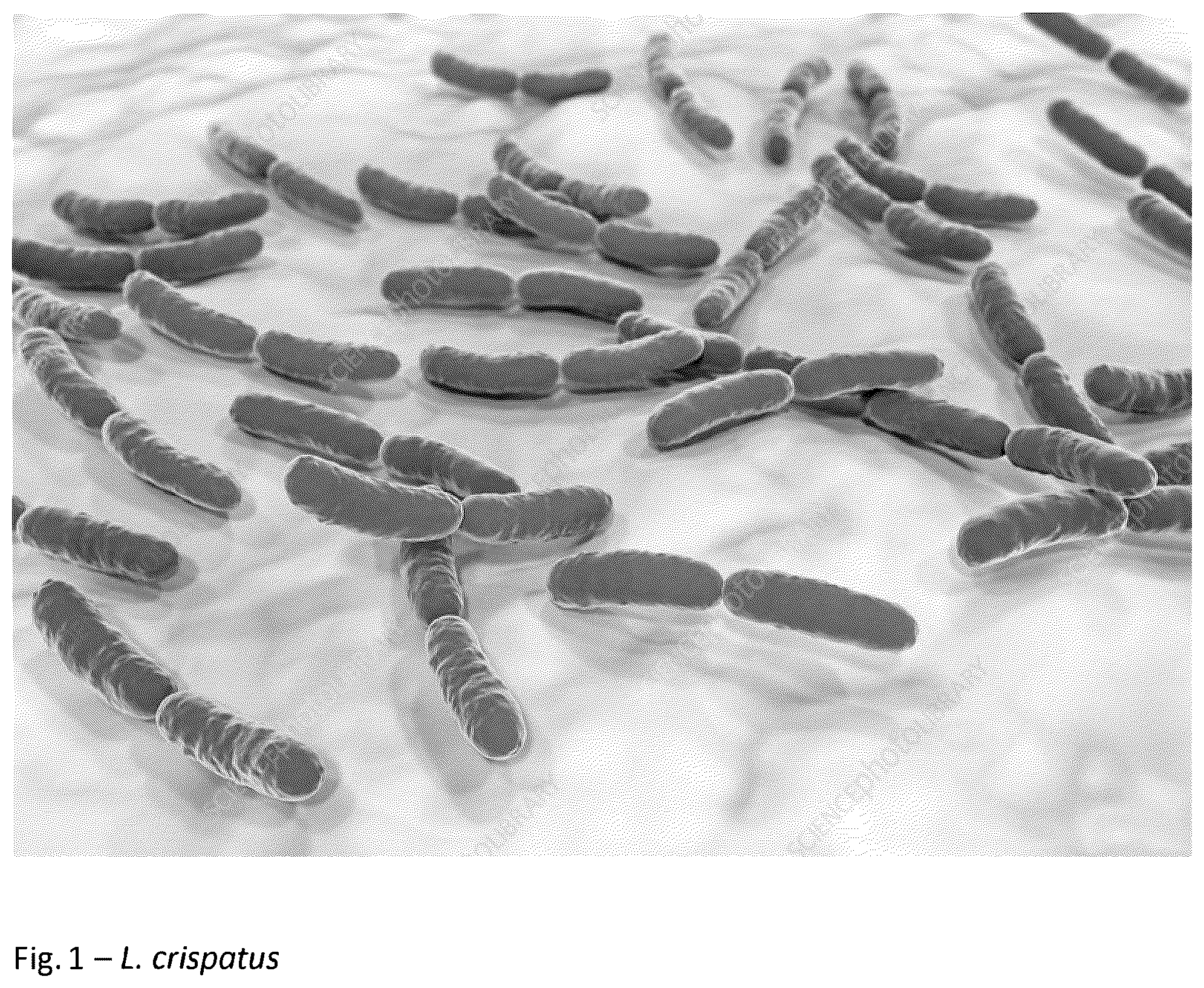 Patent US12318411 — Probiotic method and composition for maintaining a healthy vaginal microbiome — Figure 1