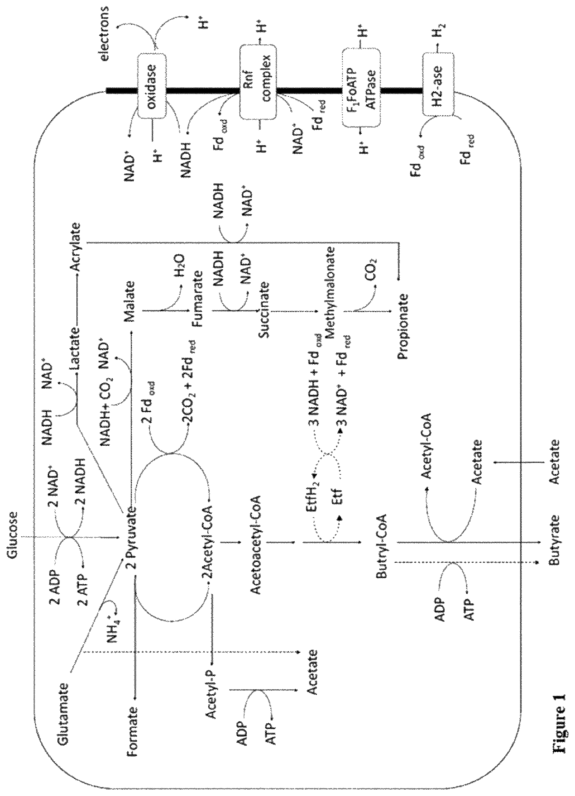 Patent US12318412 — Faecalibacterium prausnitzii and Desulfovibrio piger for use in the treatment or prevention of diabetes and bowel diseases — Figure 1
