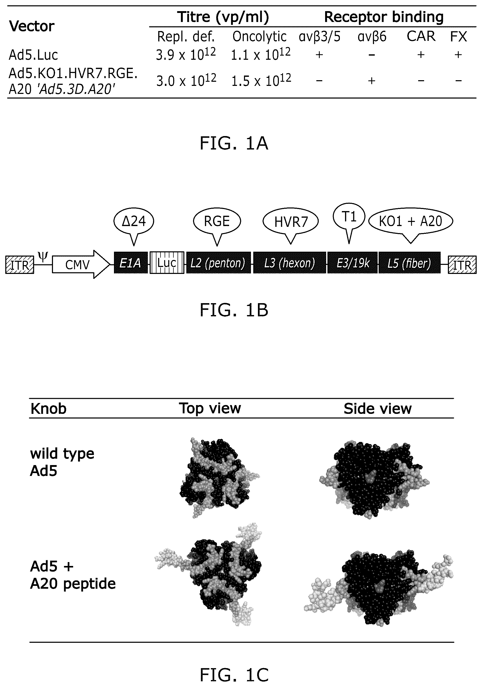 Patent US12318418 Figure 1 – Modified adenoviruses