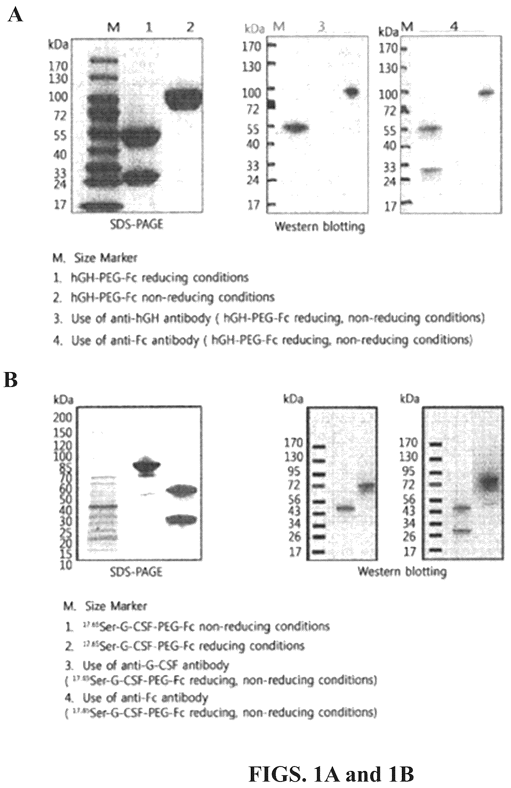 Patent US12318430 Figure 1 – Methods of treating neutorpenia using G-CSF protein complex
