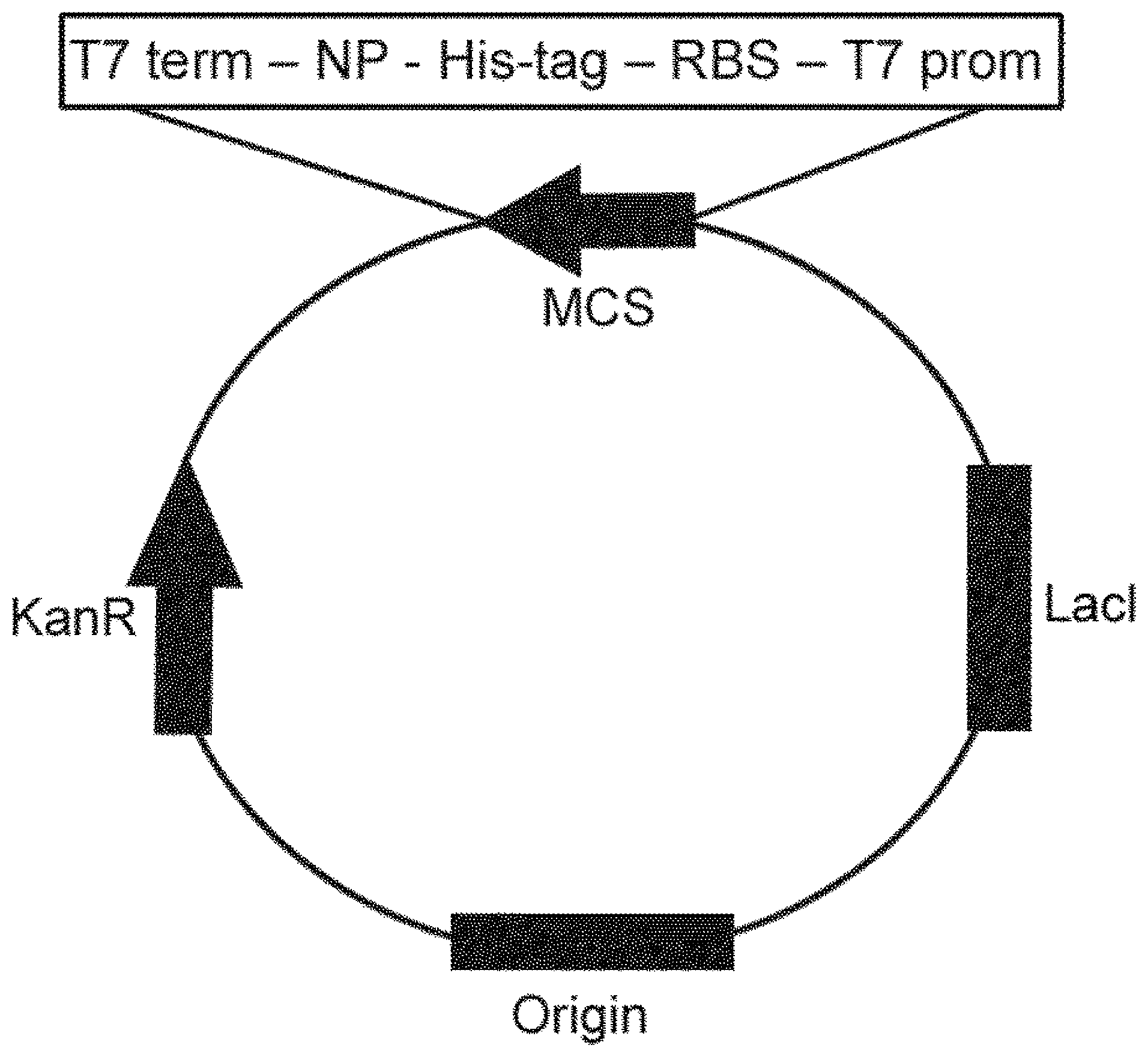 Patent US12318435 Figure 1 – Recombinant protein produced from cholinesterase gene derived from Pseudomonas aeruginosa and the composition comprising the same for treating or preventing a neurological disease