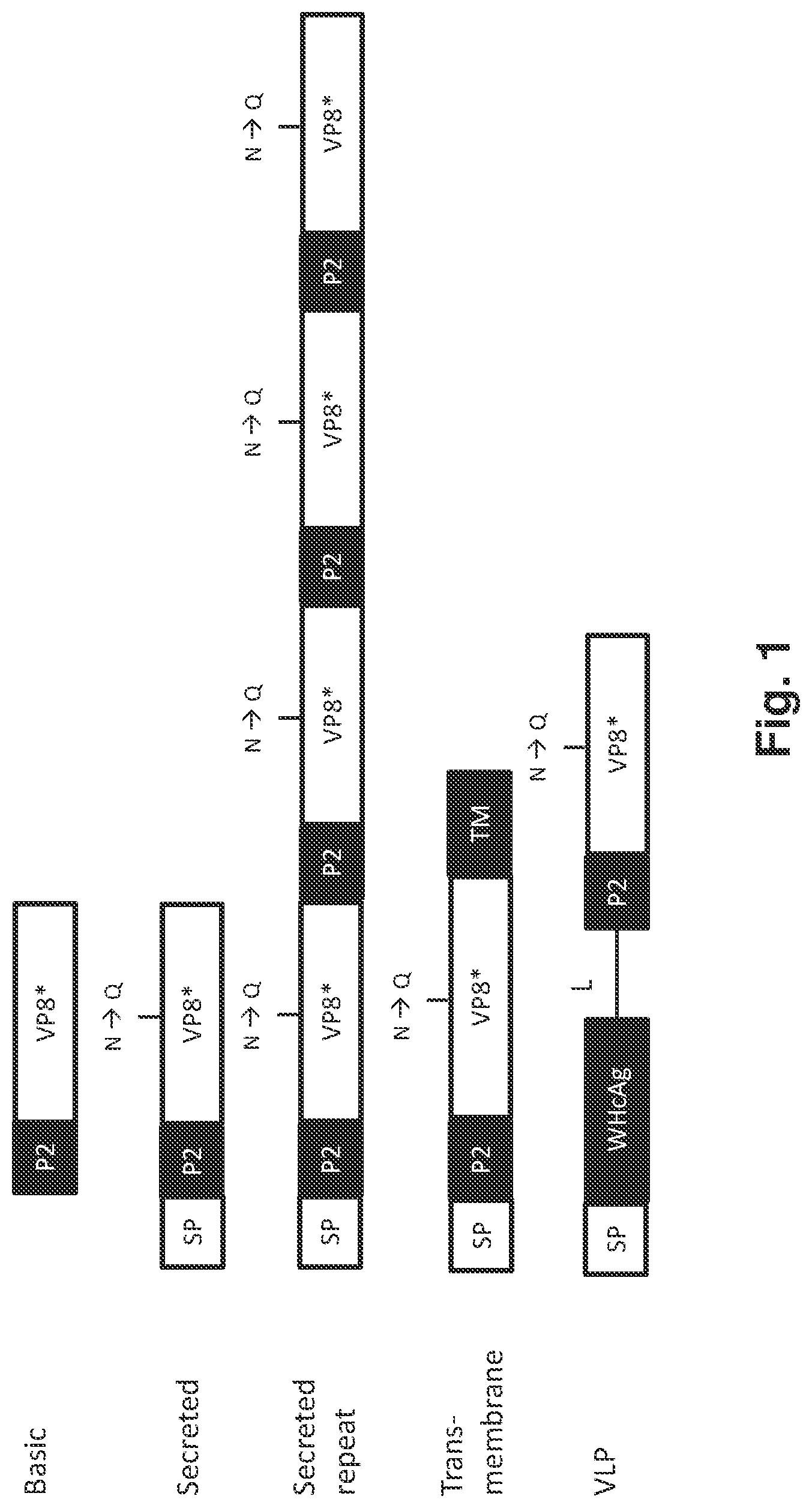 Patent US12318444 — Rotavirus vaccines — Figure 1