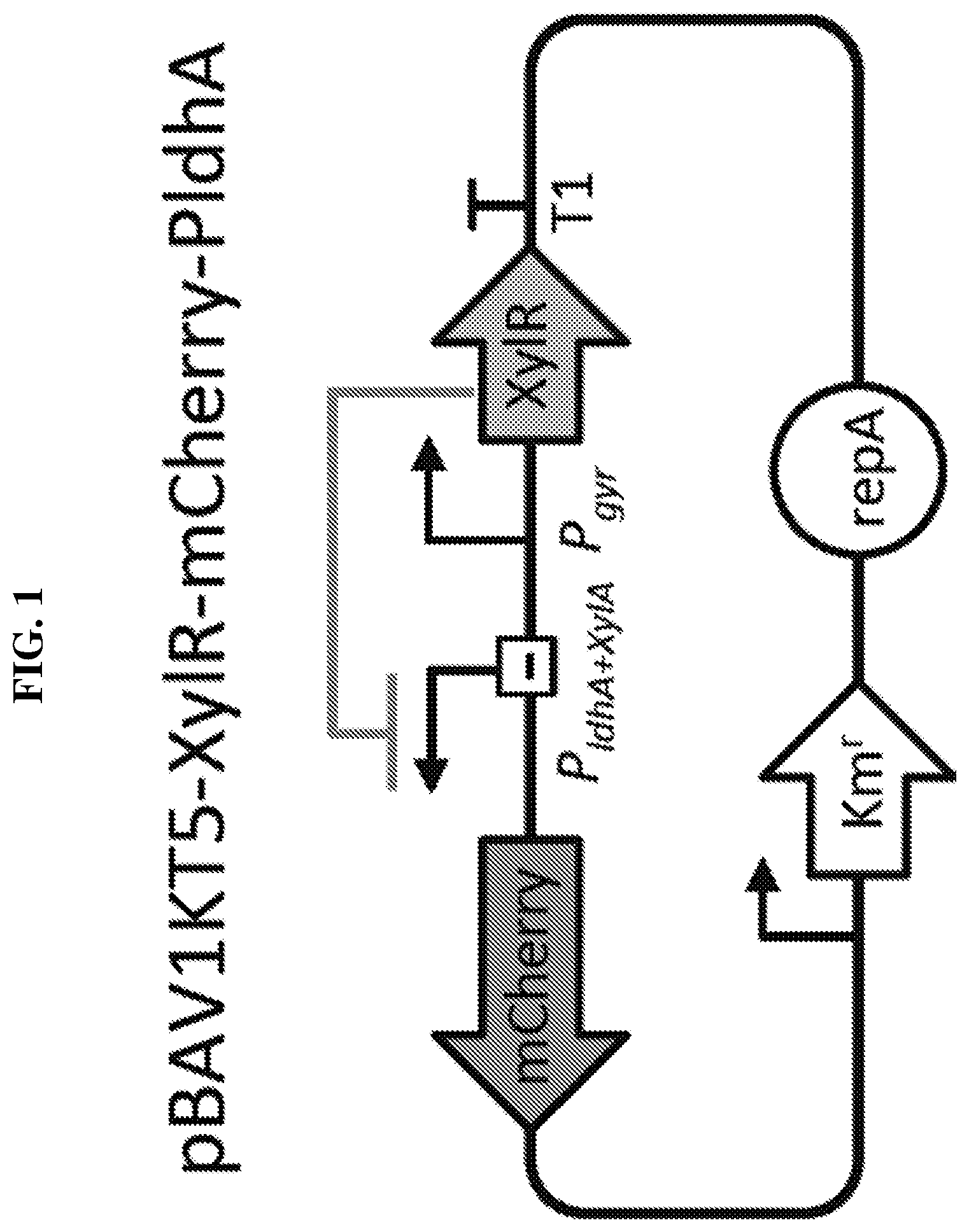 Patent US12318445 — Selectively altering microbiota for immune modulation — Figure 1
